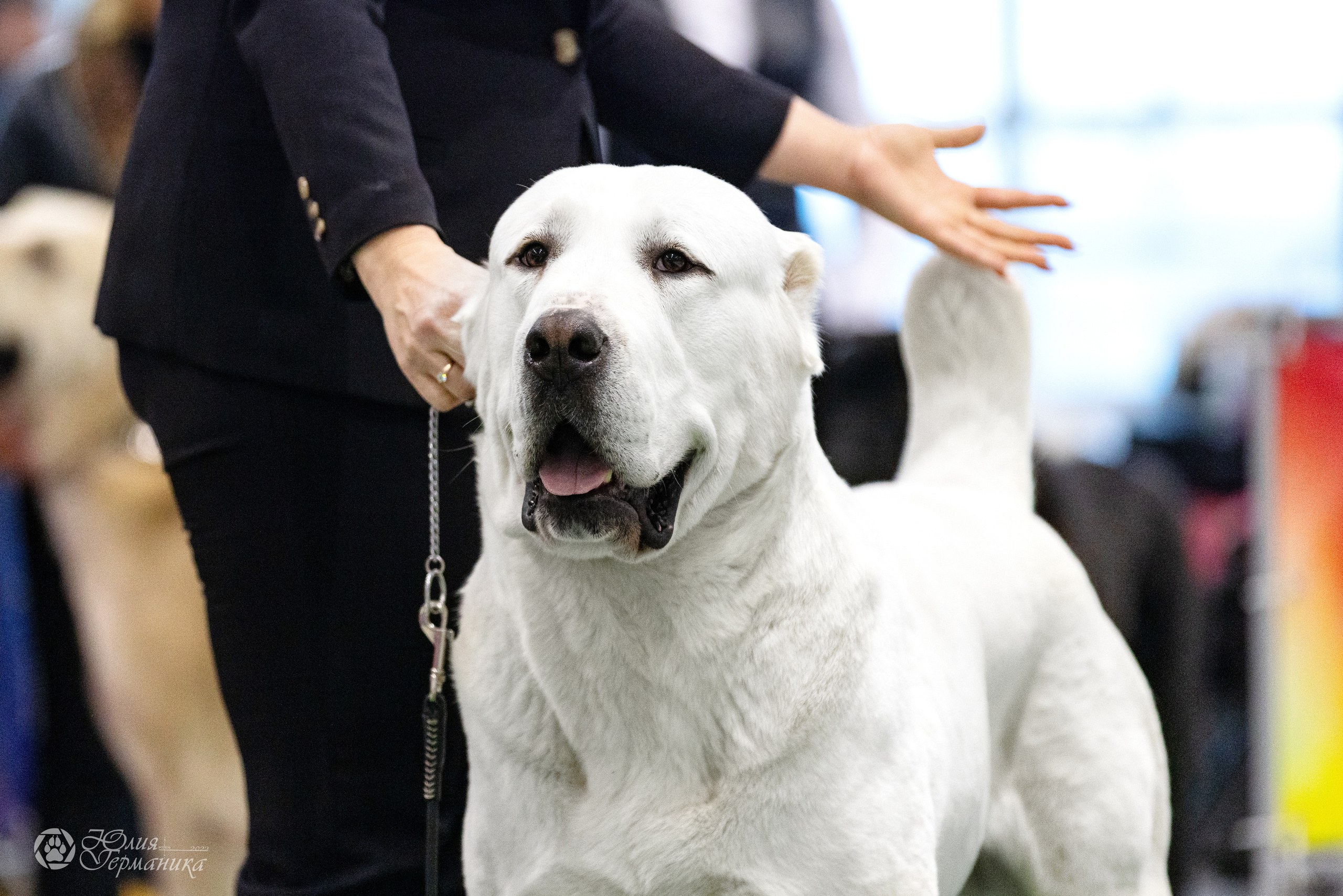 Минск 19-20.11.2022. Фотограф-анималист Юлия Германика