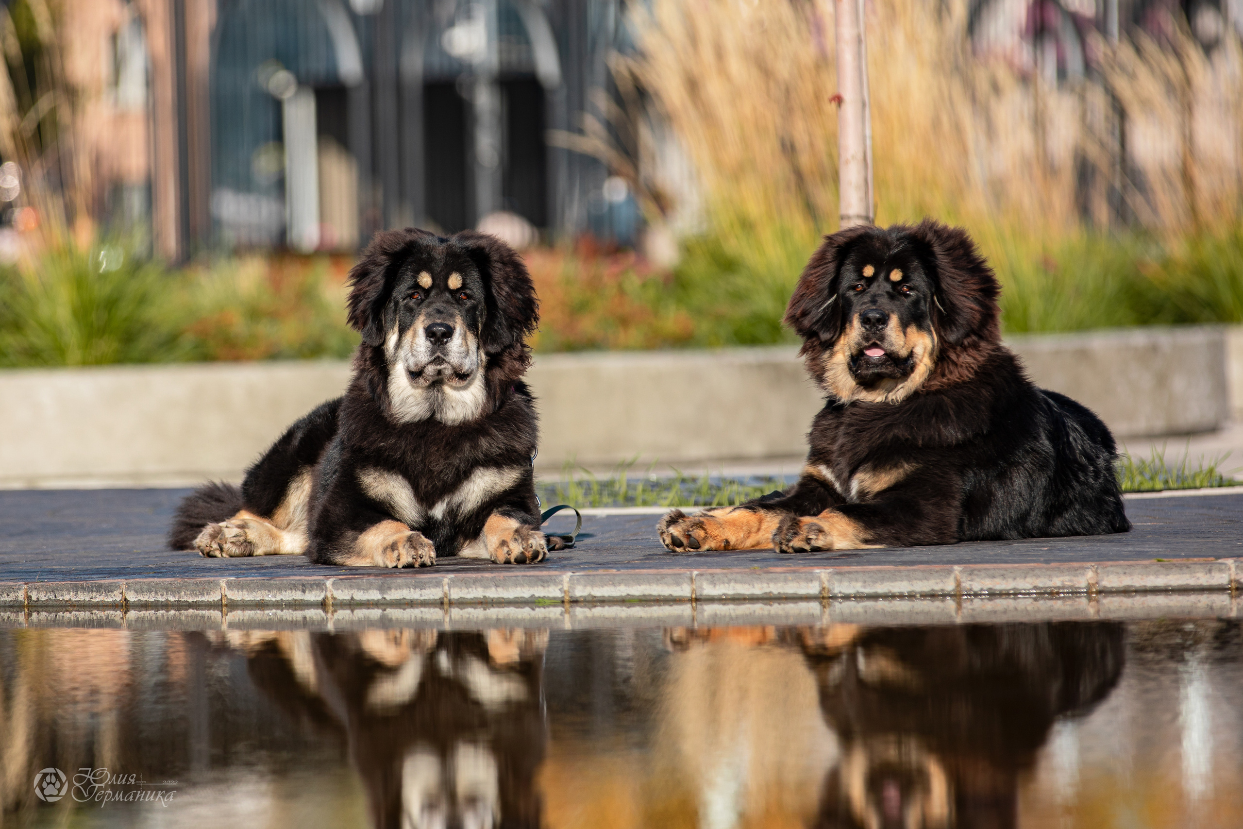 Нижний Новгород 15-16.10.2022. Фотограф-анималист Юлия Германика
