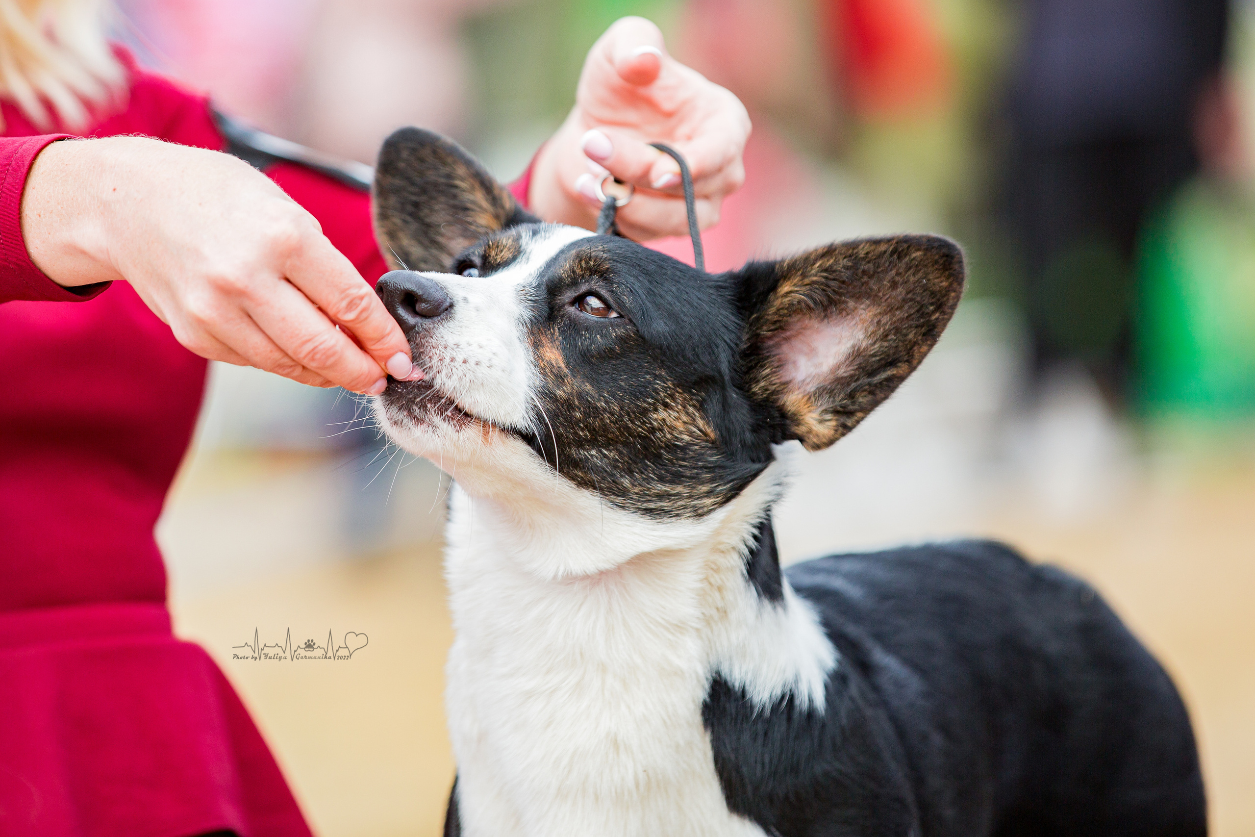 Минск 2хCACIB 3-4.09.2022. Фотограф-анималист Юлия Германика
