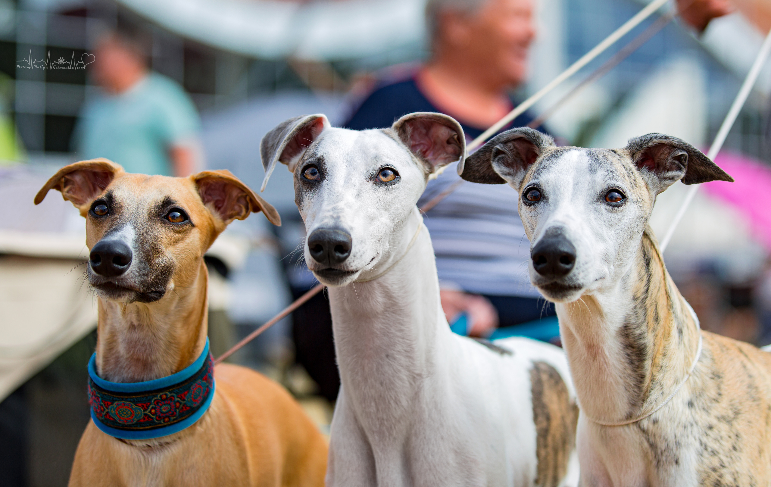 Минск 2хCACIB 3-4.09.2022. Фотограф-анималист Юлия Германика