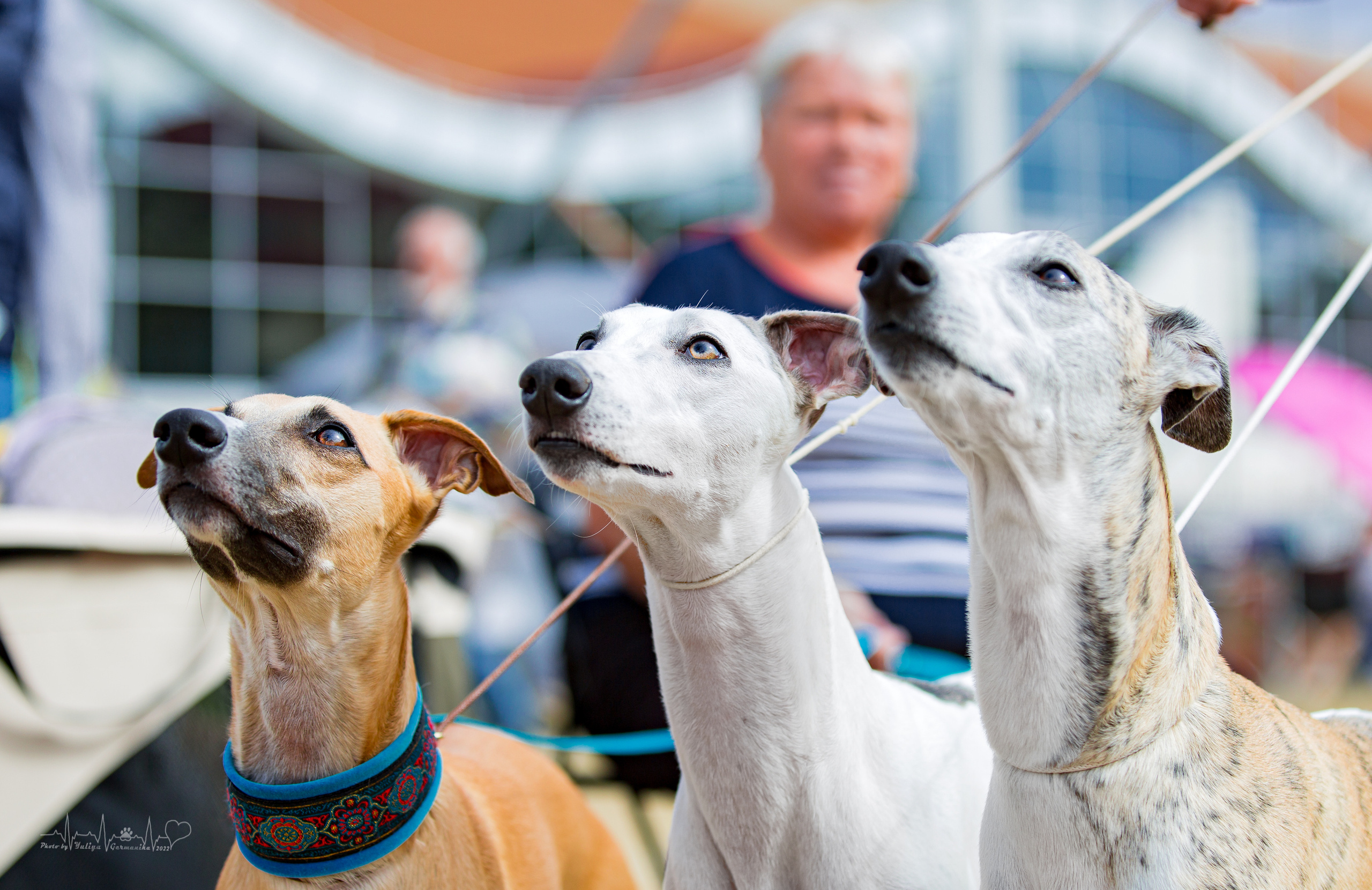 Минск 2хCACIB 3-4.09.2022. Фотограф-анималист Юлия Германика