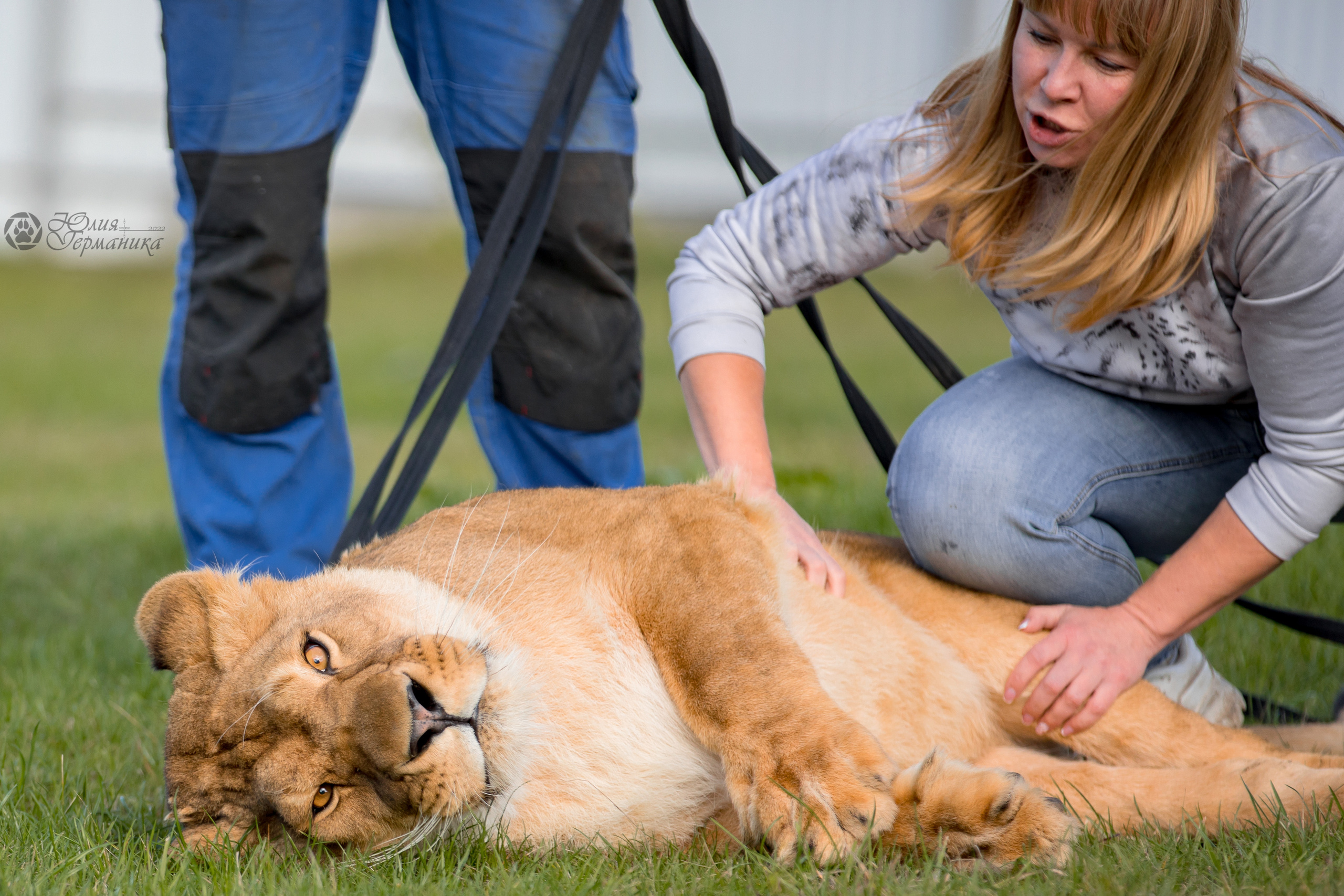 Герда(львица). Фотограф-анималист Юлия Германика
