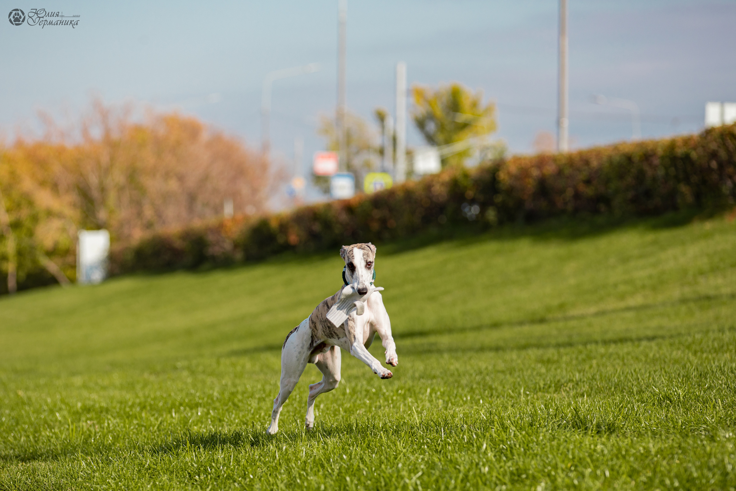 Нижний Новгород 15-16.10.2022. Фотограф-анималист Юлия Германика