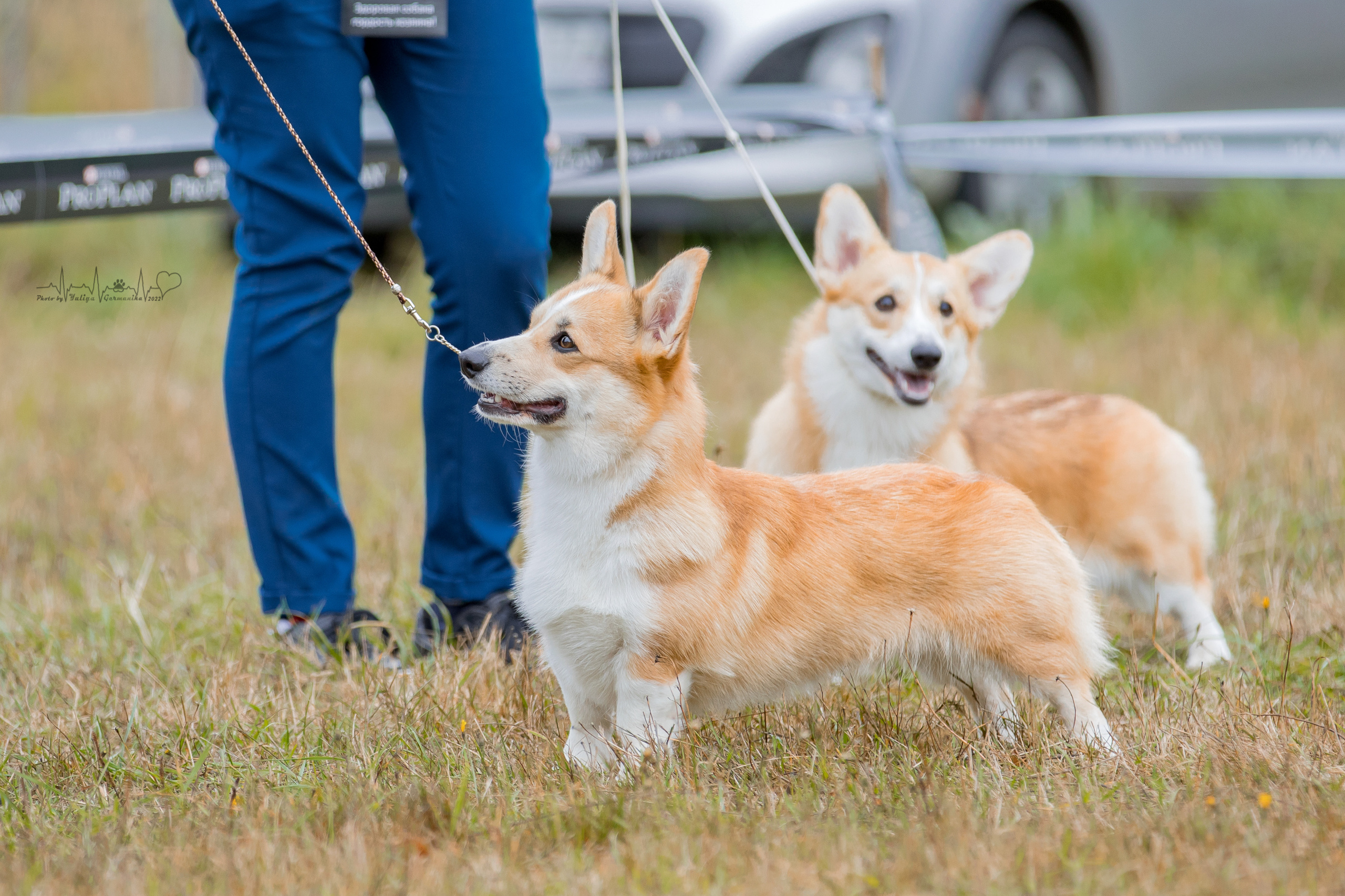 Пушкино ЧРКФ 17.09.2022. Фотограф-анималист Юлия Германика