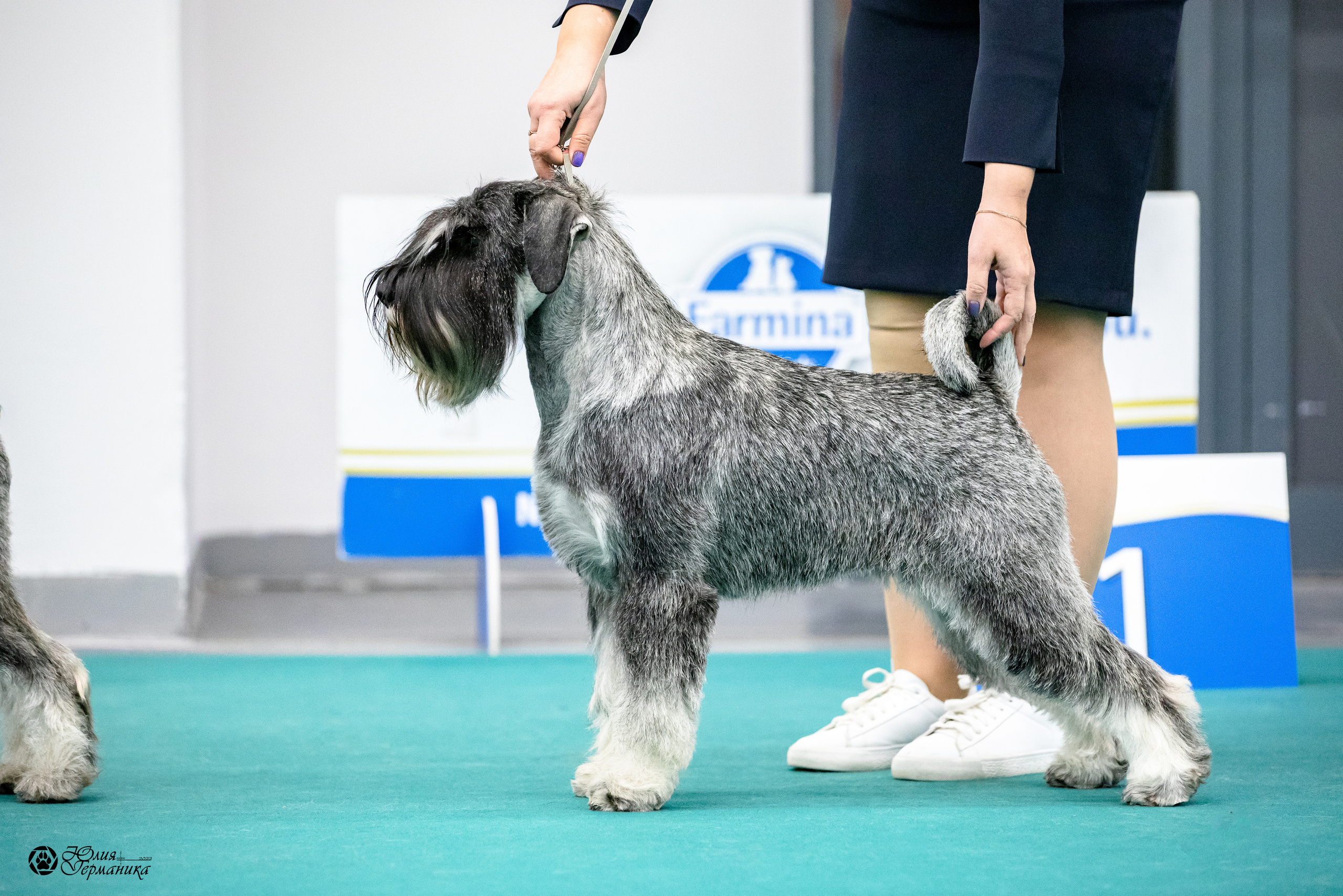Нижний Новгород 15-16.10.2022. Фотограф-анималист Юлия Германика