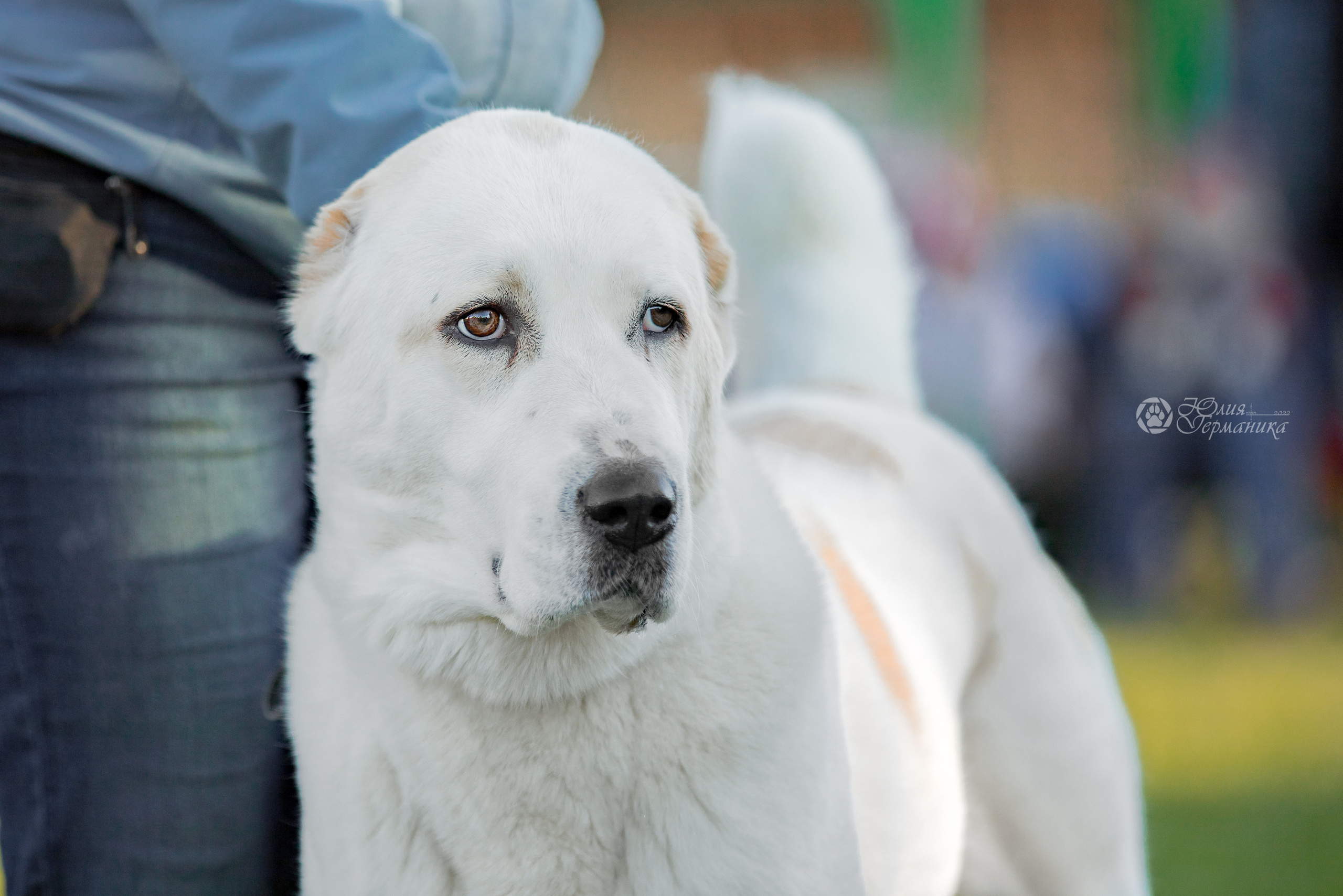 Александрова Слобода моно сао 2.10.2022. Фотограф-анималист Юлия Германика