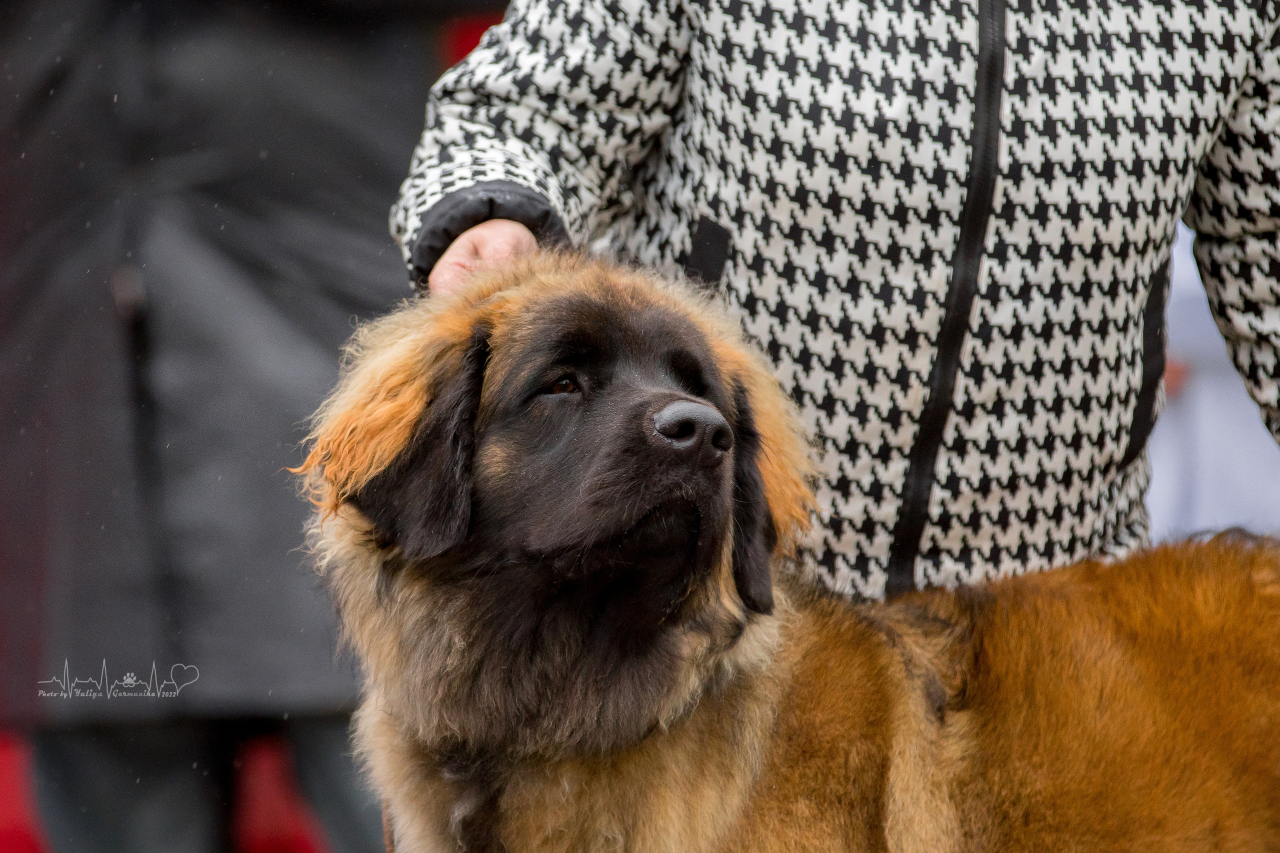 Александров 24.09.2022. Фотограф-анималист Юлия Германика