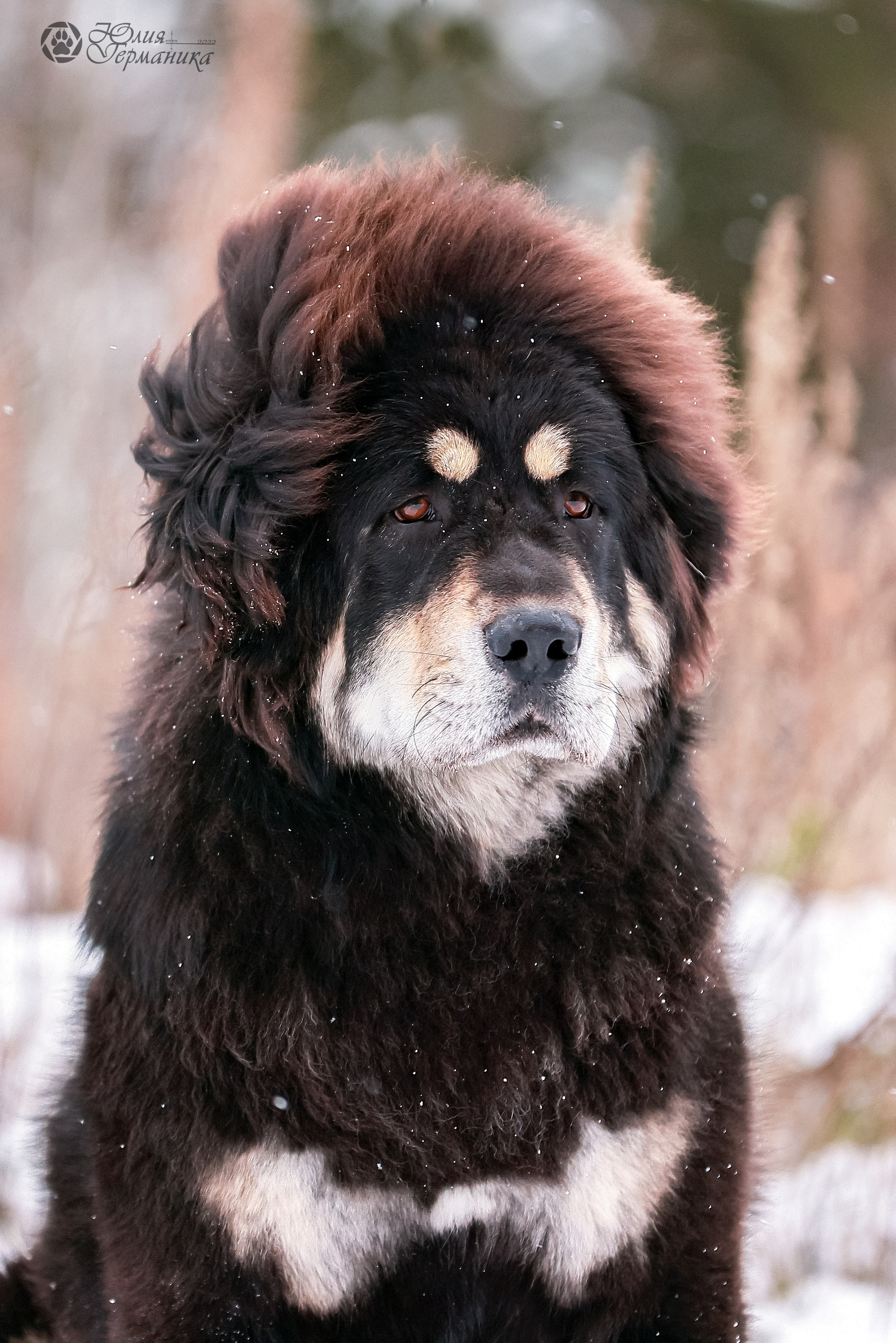 Минск 19-20.11.2022. Фотограф-анималист Юлия Германика