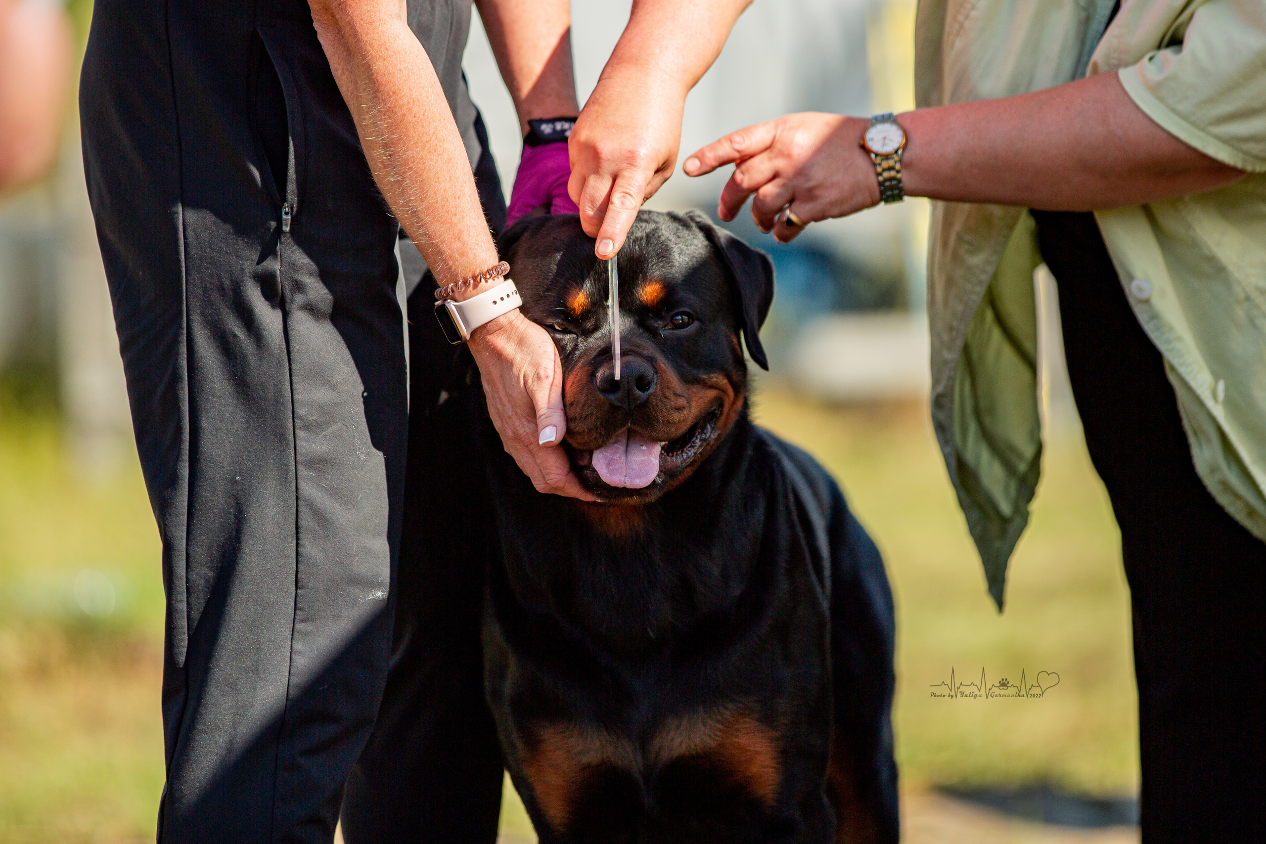 Рязань моно ротвейлеров 13.08.2022. Фотограф-анималист Юлия Германика