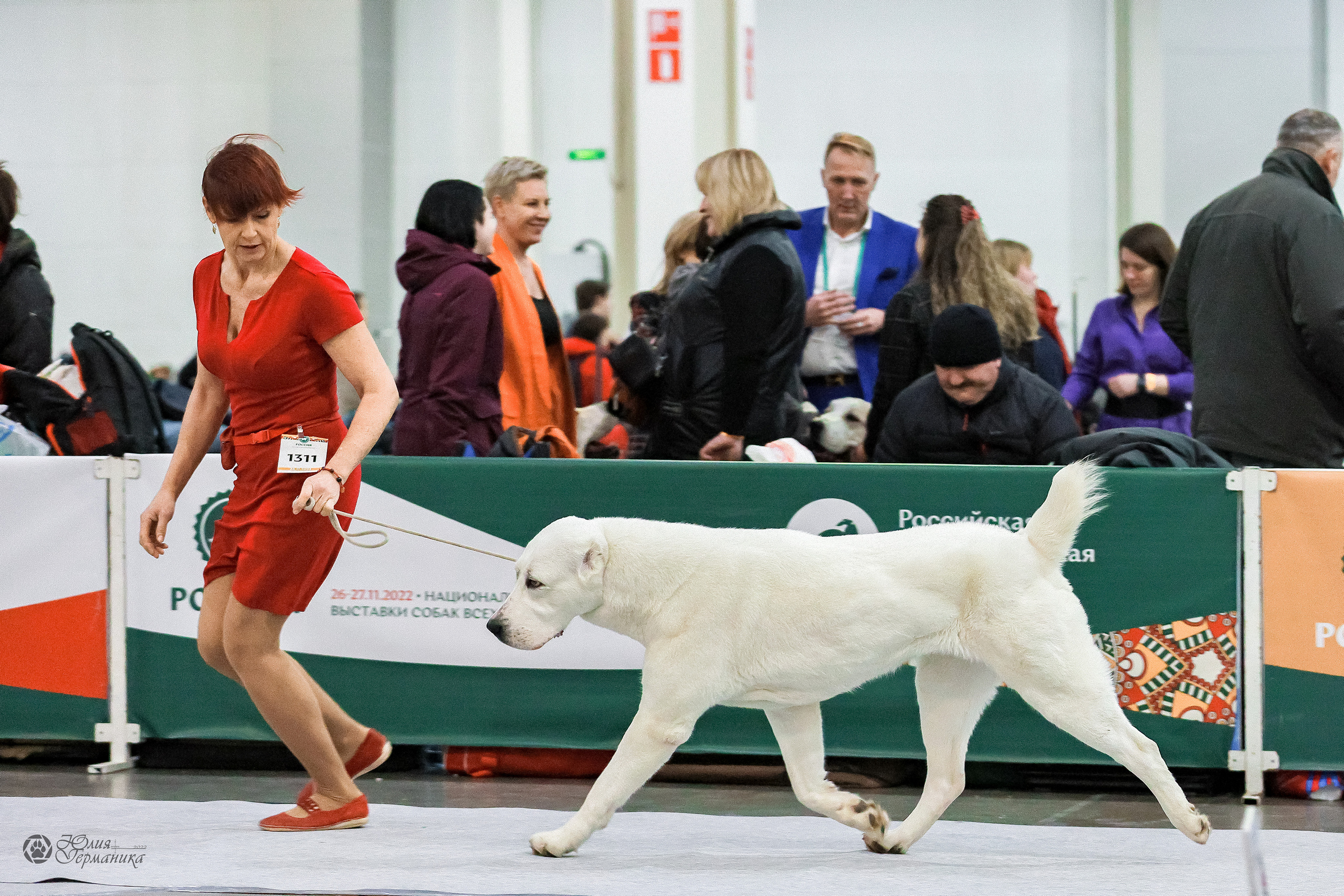 Россия 2020-2022 26-27.11.2022. Фотограф-анималист Юлия Германика