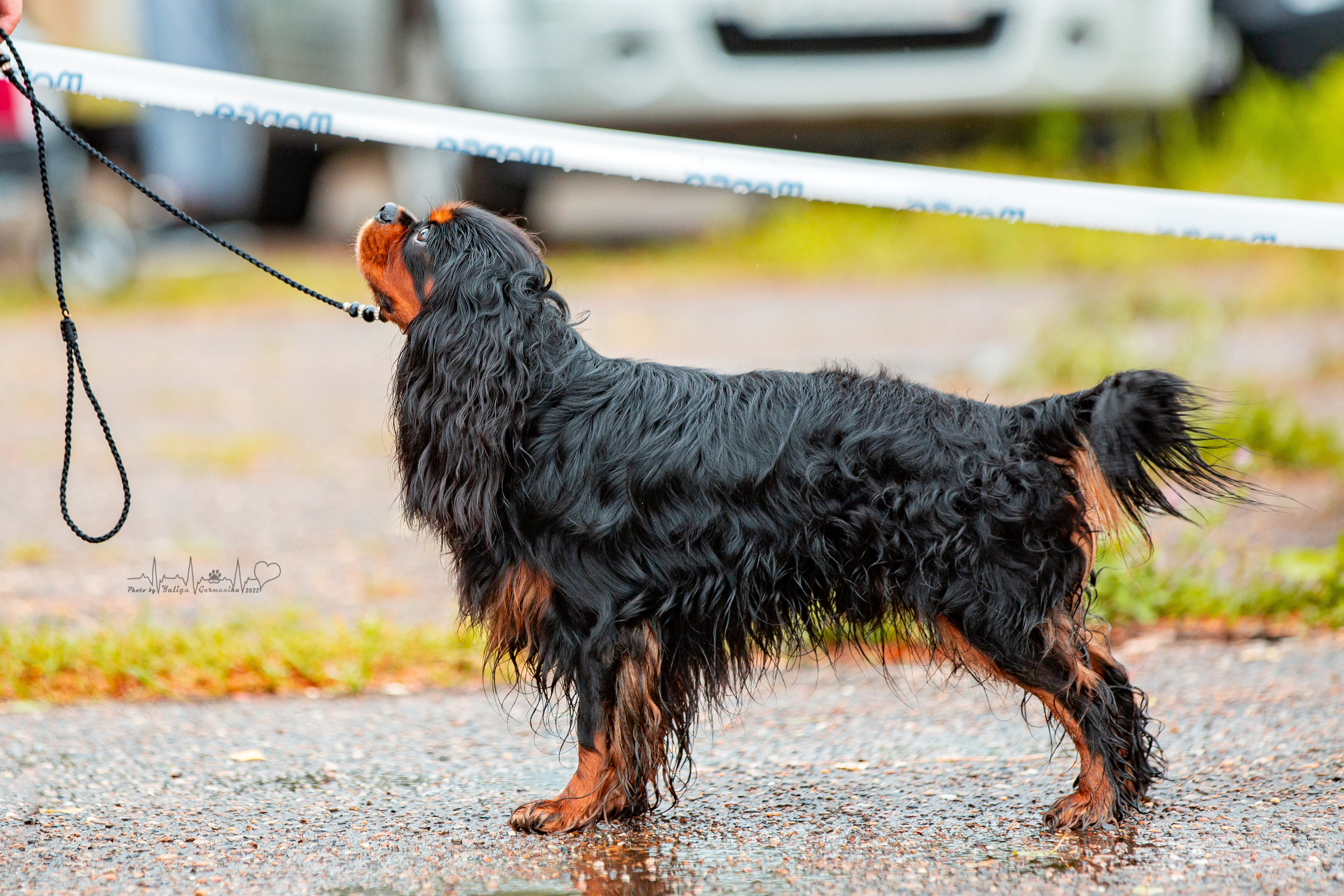 Ховрино 31.07,Чайна-Таун 6.08,Тверь 7.08. Фотограф-анималист Юлия Германика