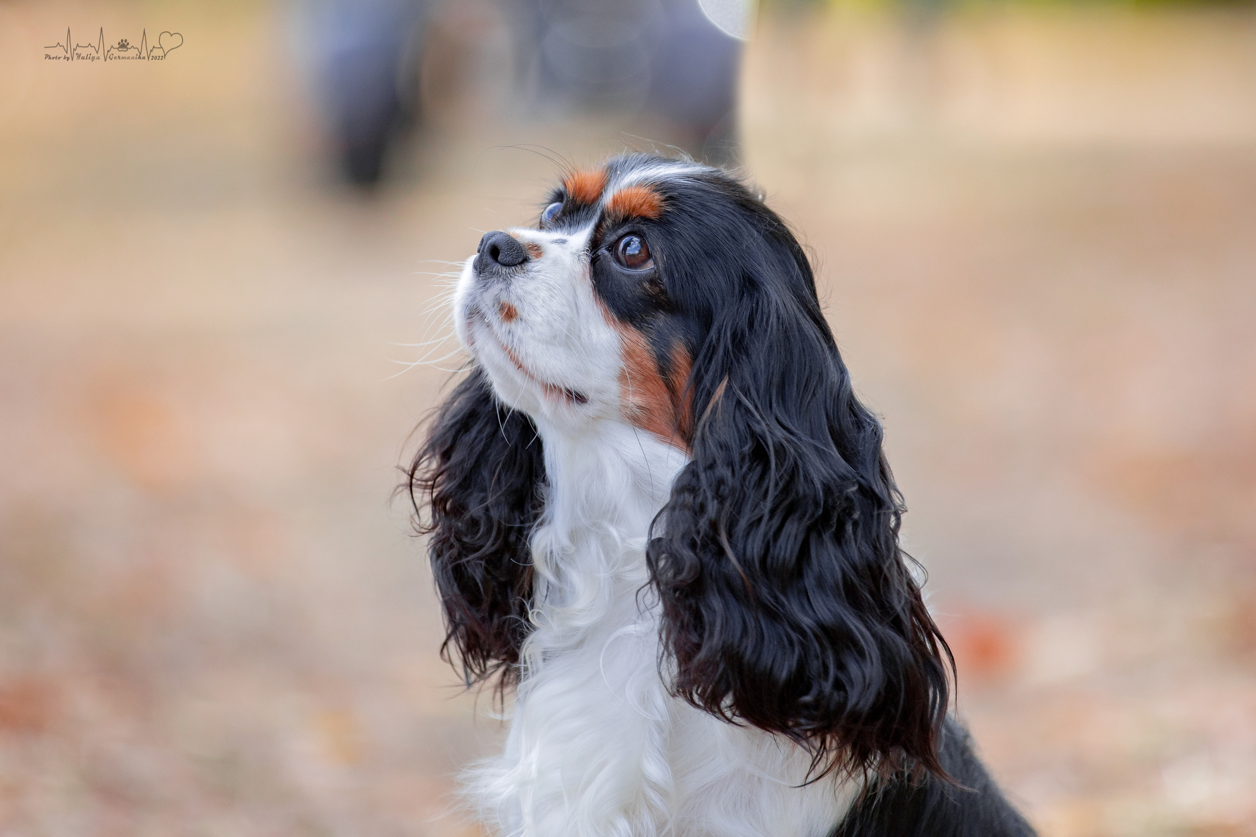Пушкино ЧРКФ 17.09.2022. Фотограф-анималист Юлия Германика