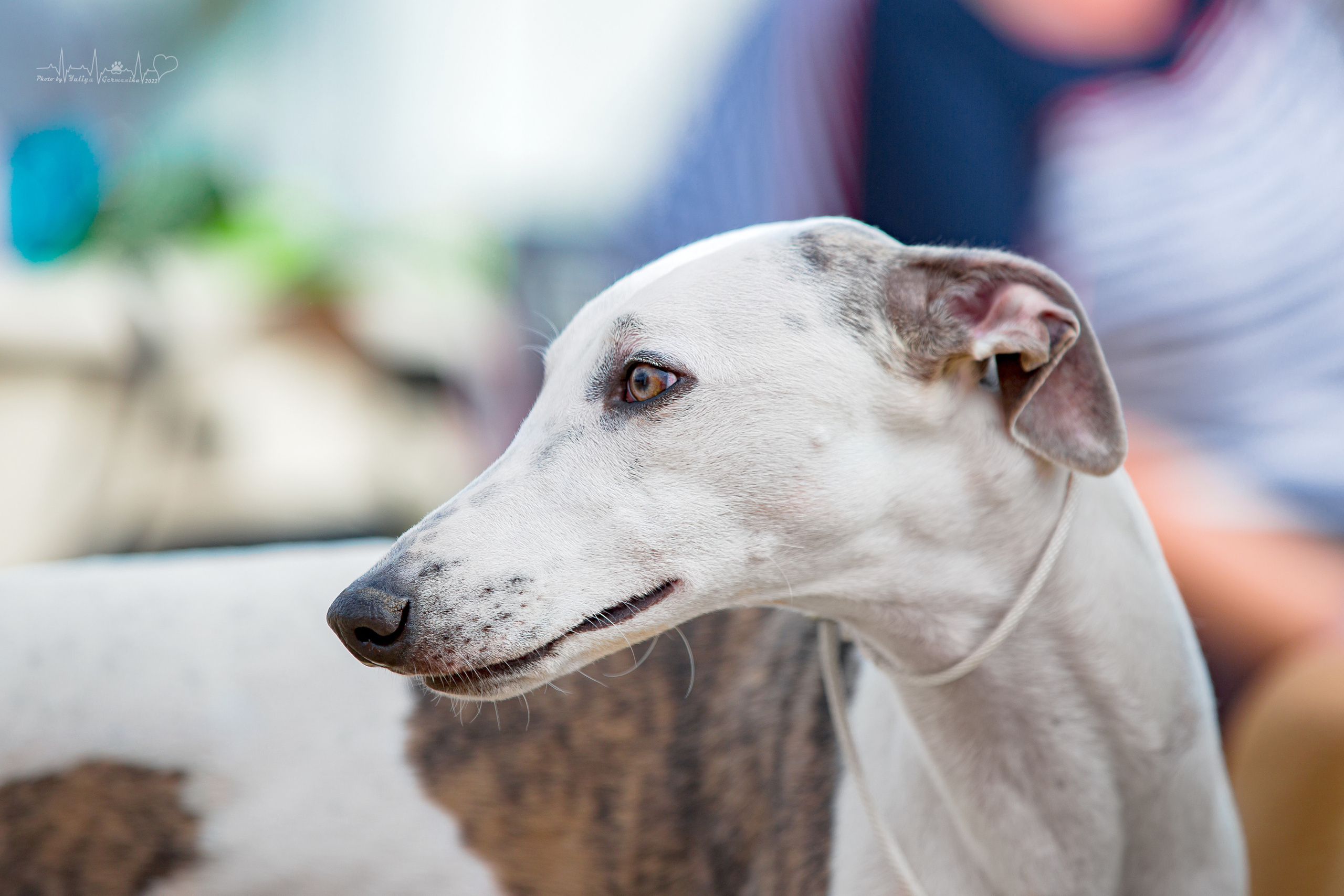 Минск 2хCACIB 3-4.09.2022. Фотограф-анималист Юлия Германика