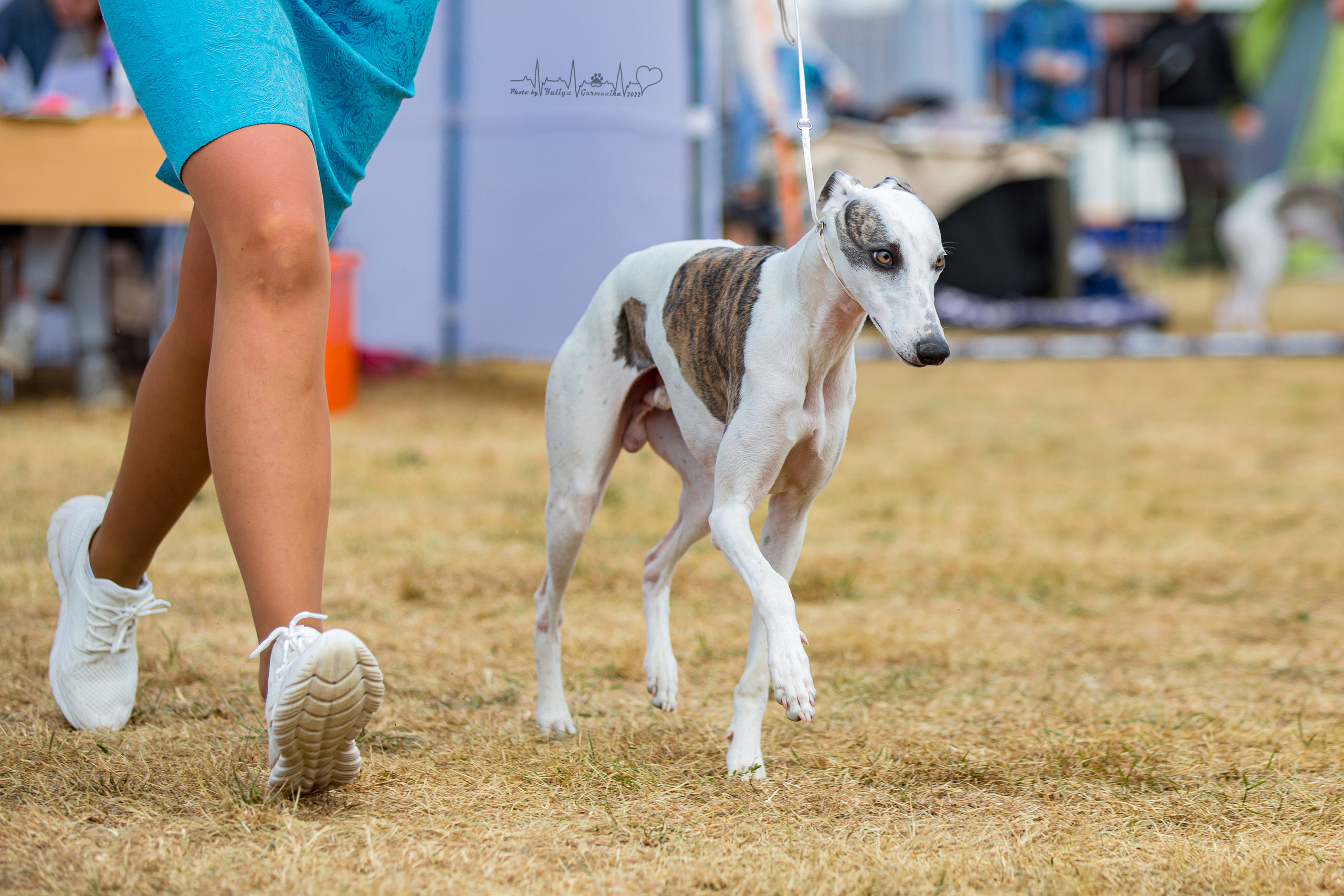 Минск 2хCACIB 3-4.09.2022. Фотограф-анималист Юлия Германика