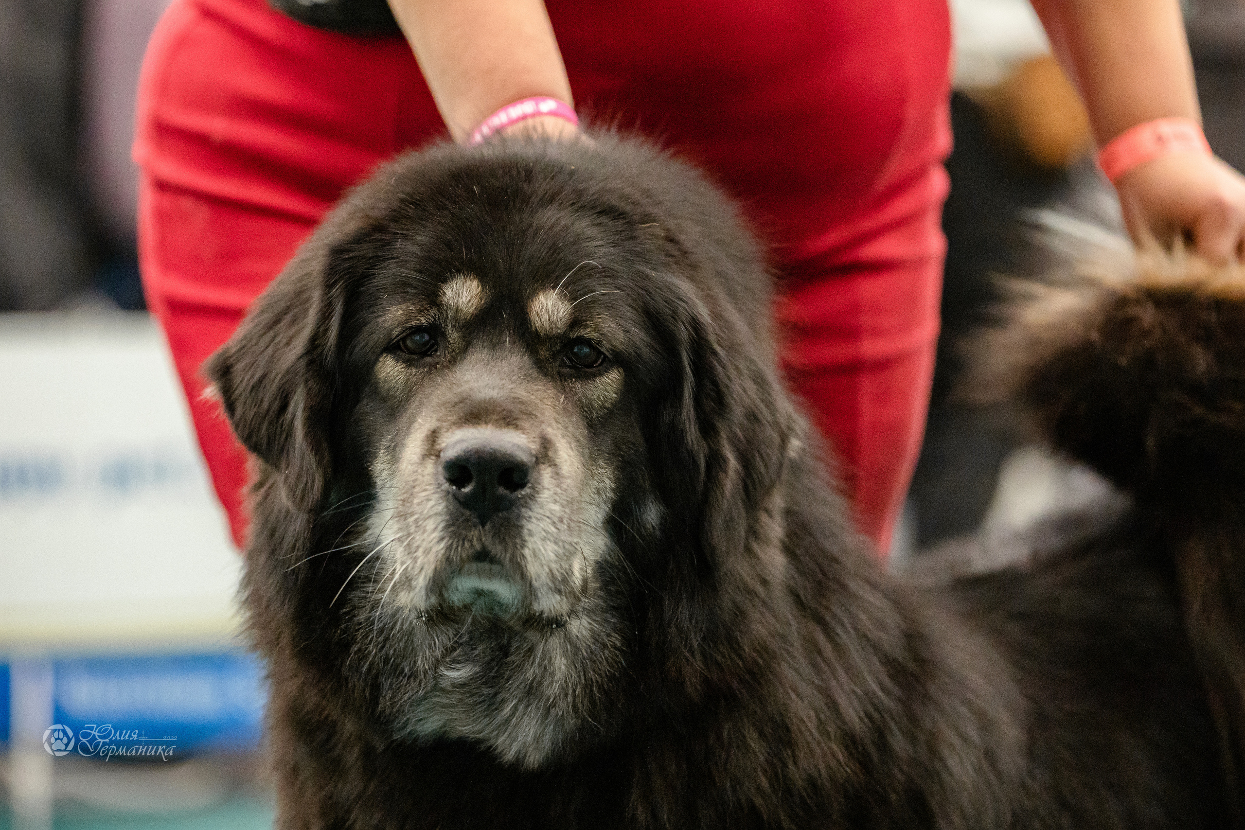 Нижний Новгород 15-16.10.2022. Фотограф-анималист Юлия Германика