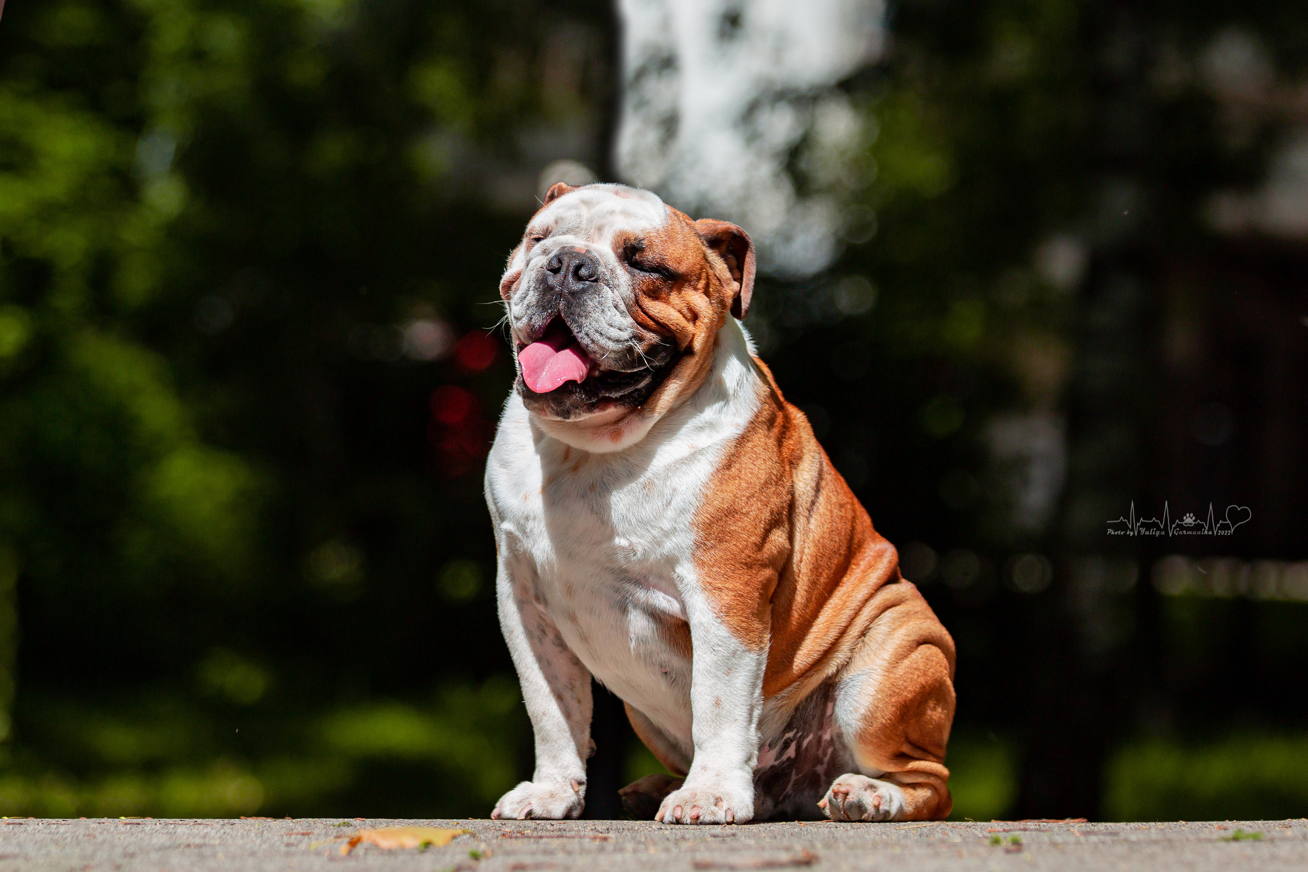 Ховрино 31.07,Чайна-Таун 6.08,Тверь 7.08. Фотограф-анималист Юлия Германика