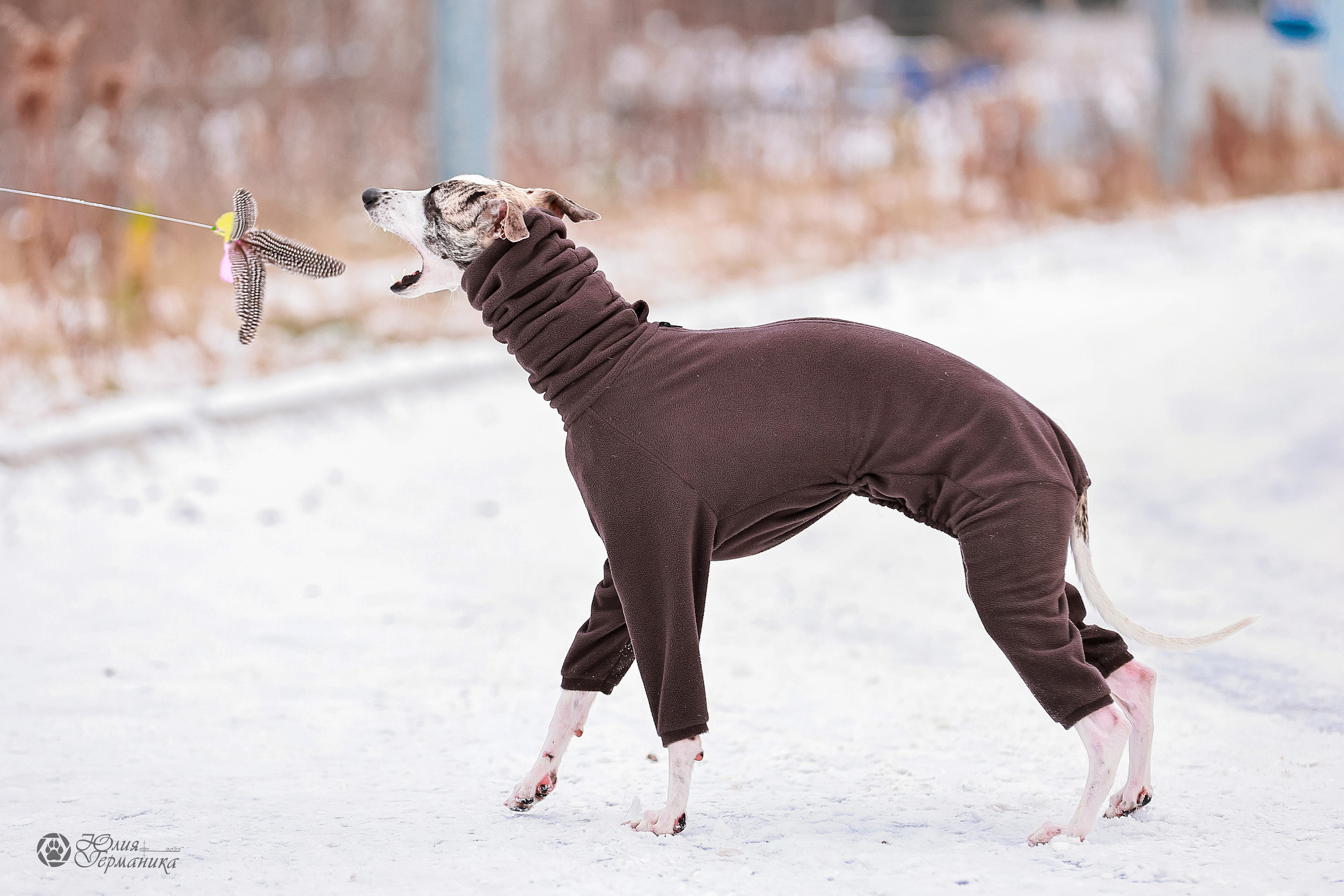 Минск 19-20.11.2022. Фотограф-анималист Юлия Германика