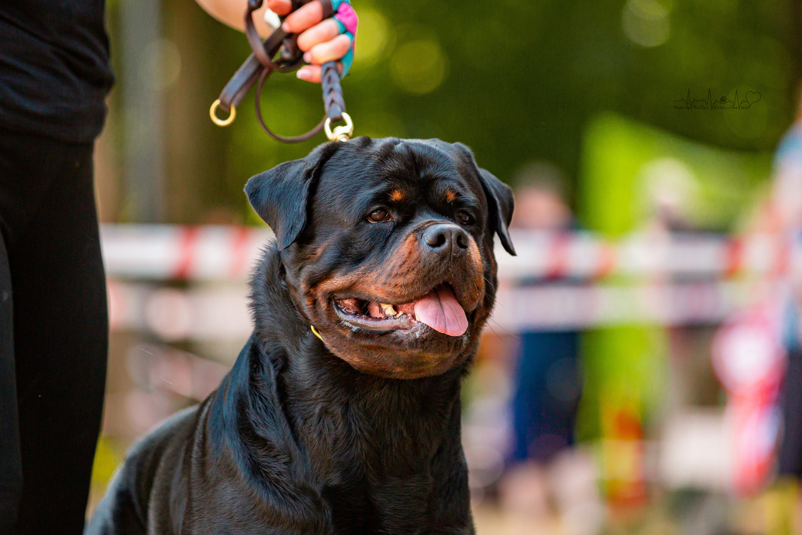 Ховрино фестиваль монопородок 14.08.2022. Фотограф-анималист Юлия Германика
