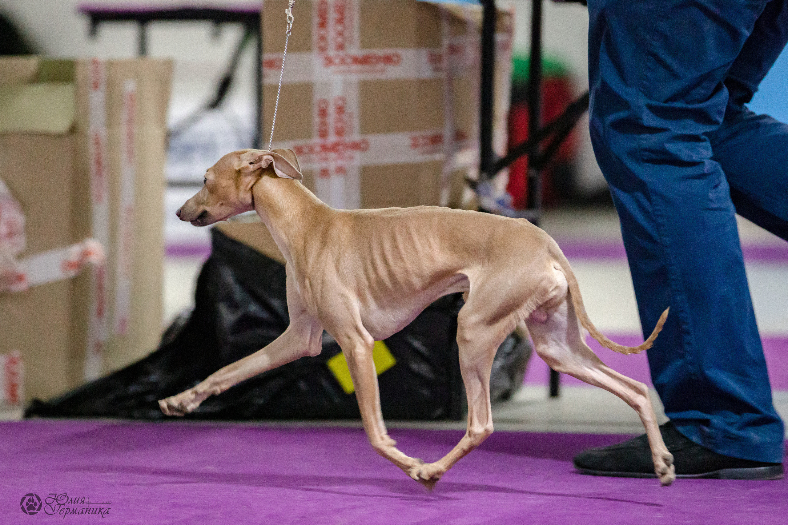 Чайна-Таун 29-30.10.2022. Фотограф-анималист Юлия Германика