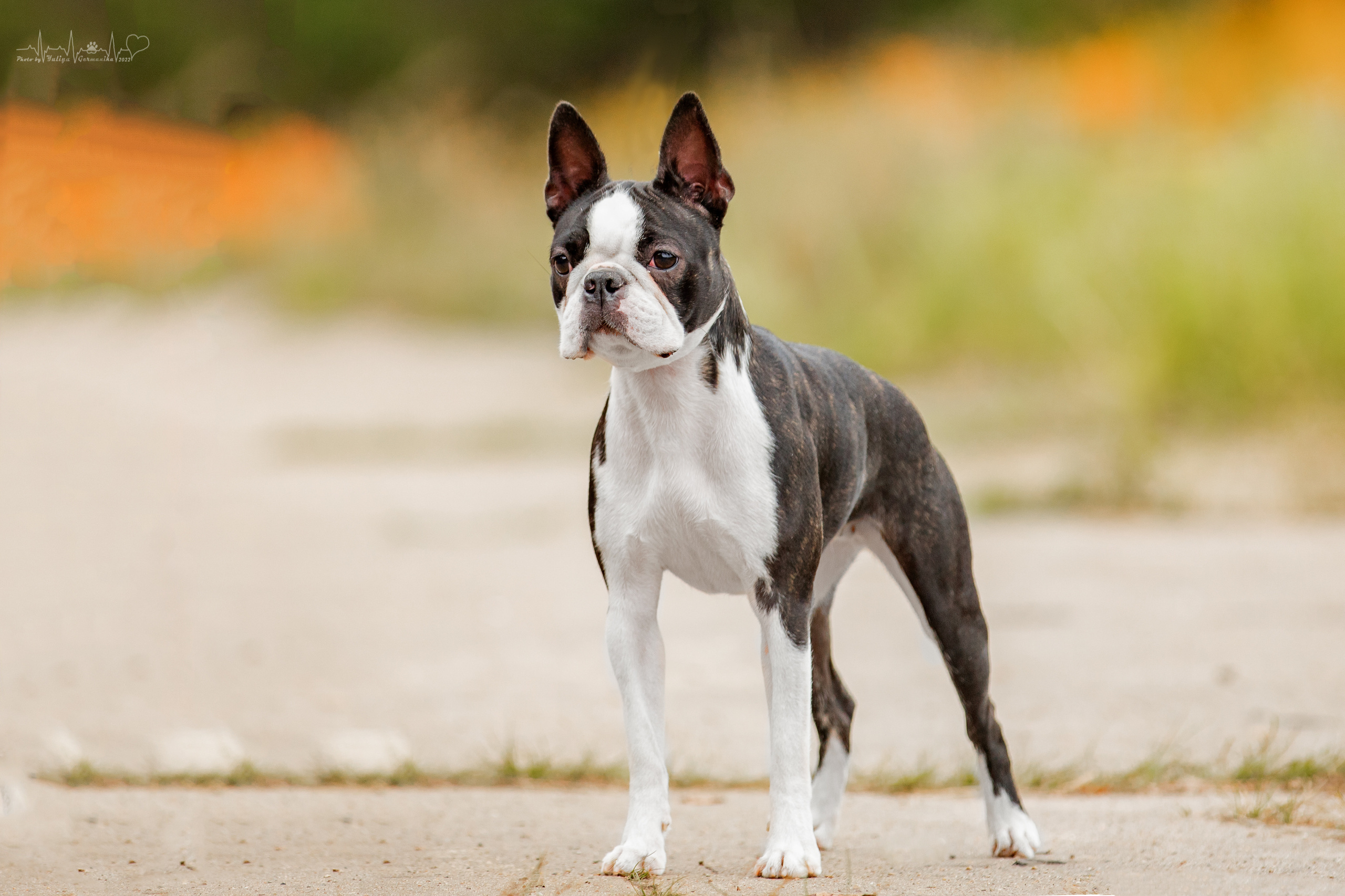 Тверь ЧРКФ 18.09.2022. Фотограф-анималист Юлия Германика