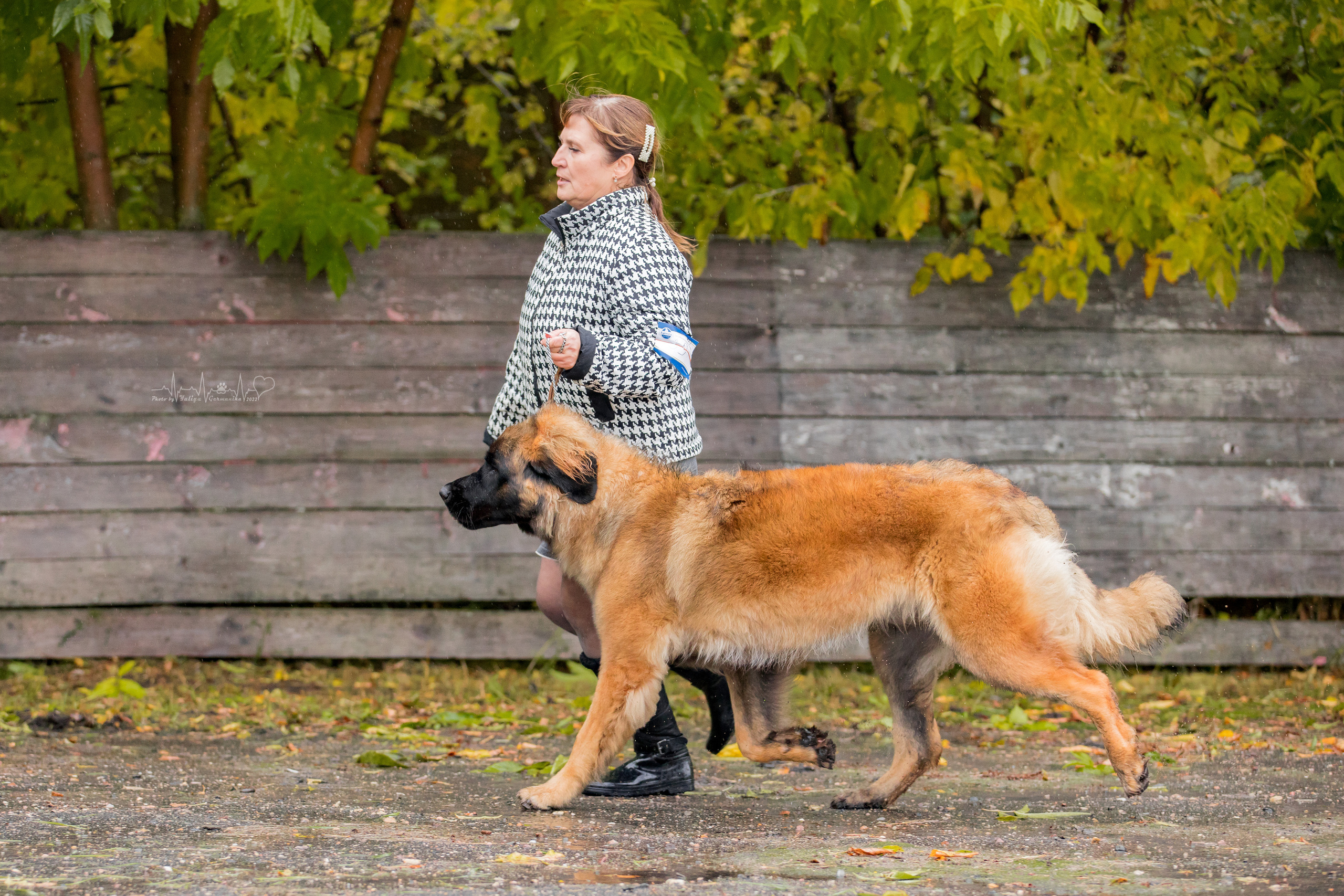 Александров 24.09.2022. Фотограф-анималист Юлия Германика