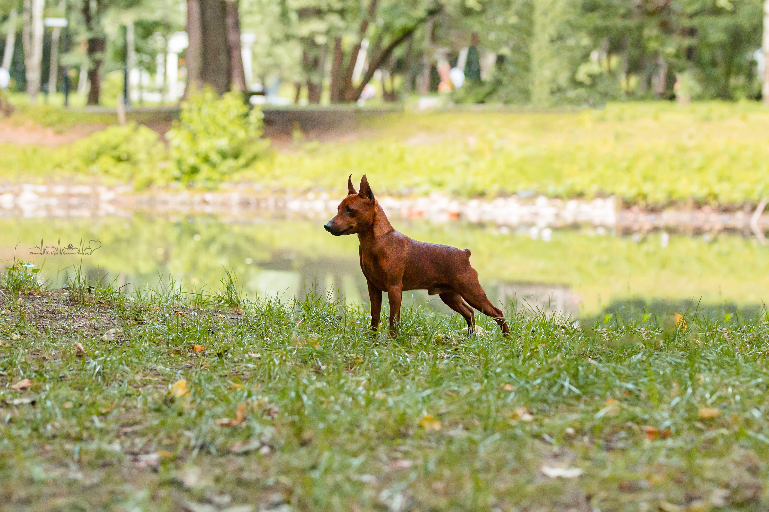 Ховрино 31.07,Чайна-Таун 6.08,Тверь 7.08. Фотограф-анималист Юлия Германика