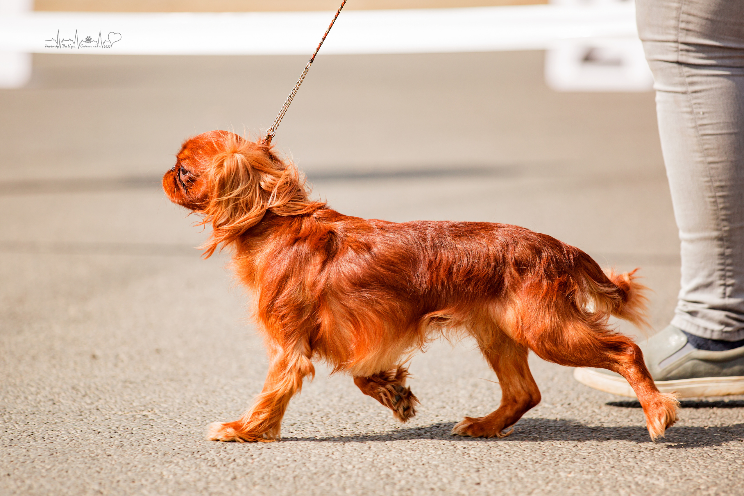 Сокольники 21.08,Сергиев Посад 27-28.08 2022. Фотограф-анималист Юлия Германика