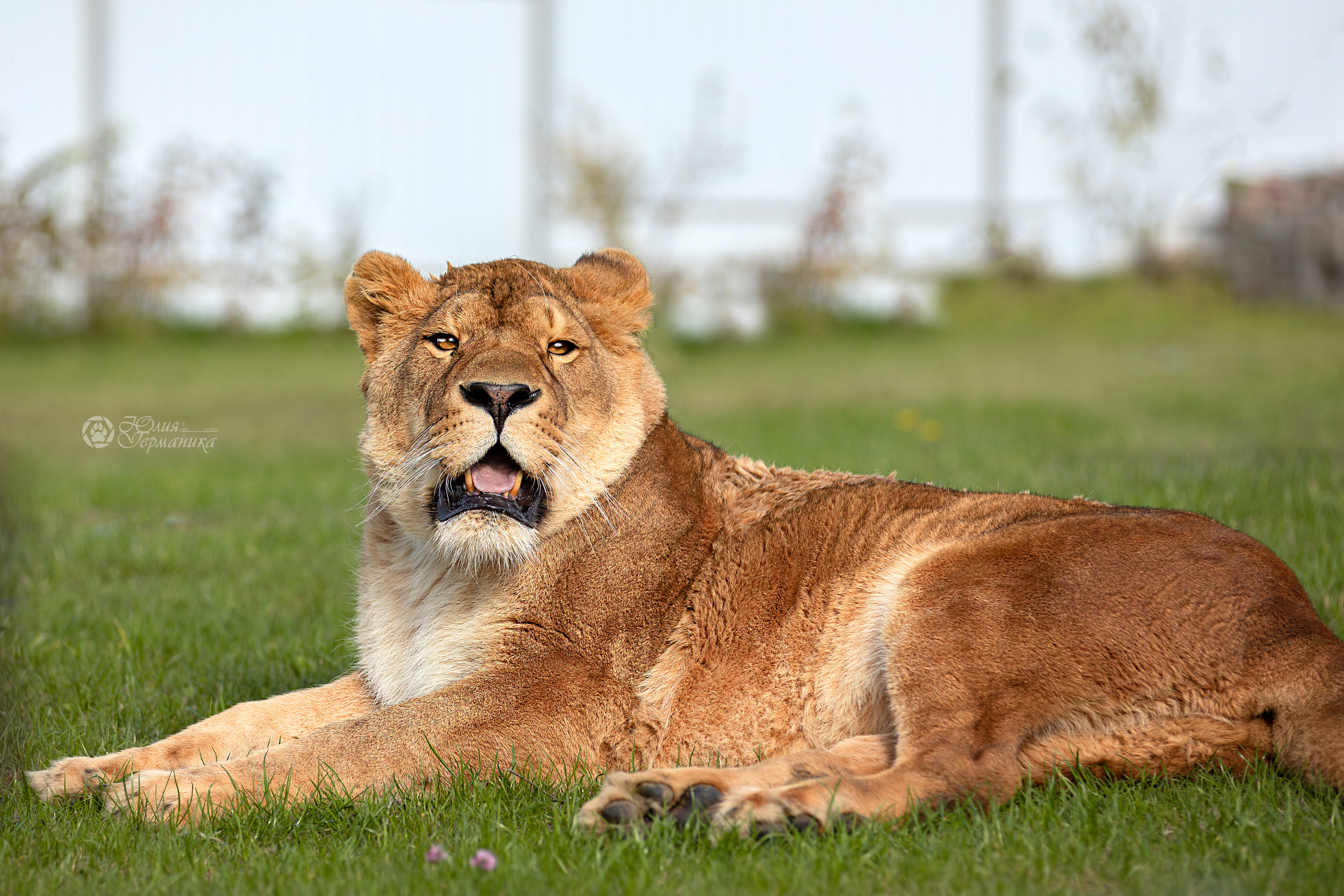 Герда(львица). Фотограф-анималист Юлия Германика