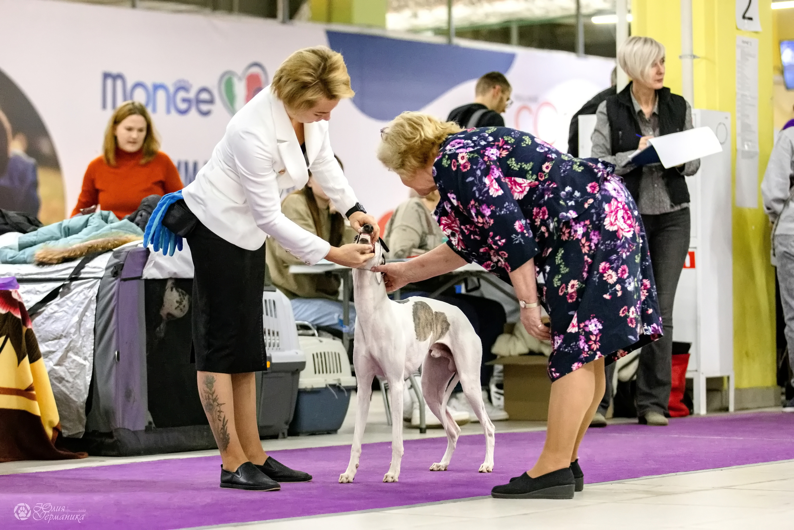 Чайна-Таун 3 и 12.11.2022. Фотограф-анималист Юлия Германика