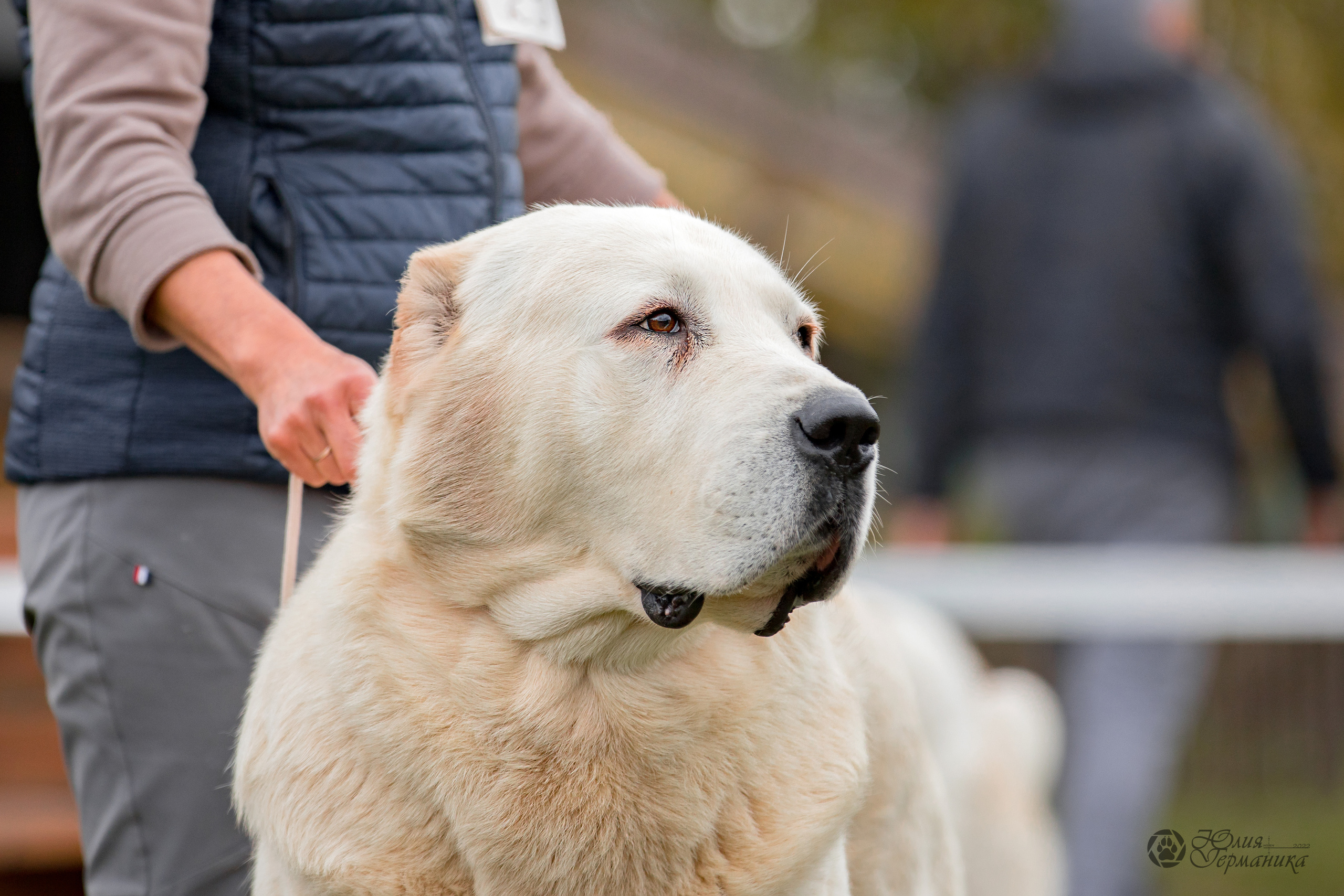 Александрова Слобода моно сао 2.10.2022. Фотограф-анималист Юлия Германика