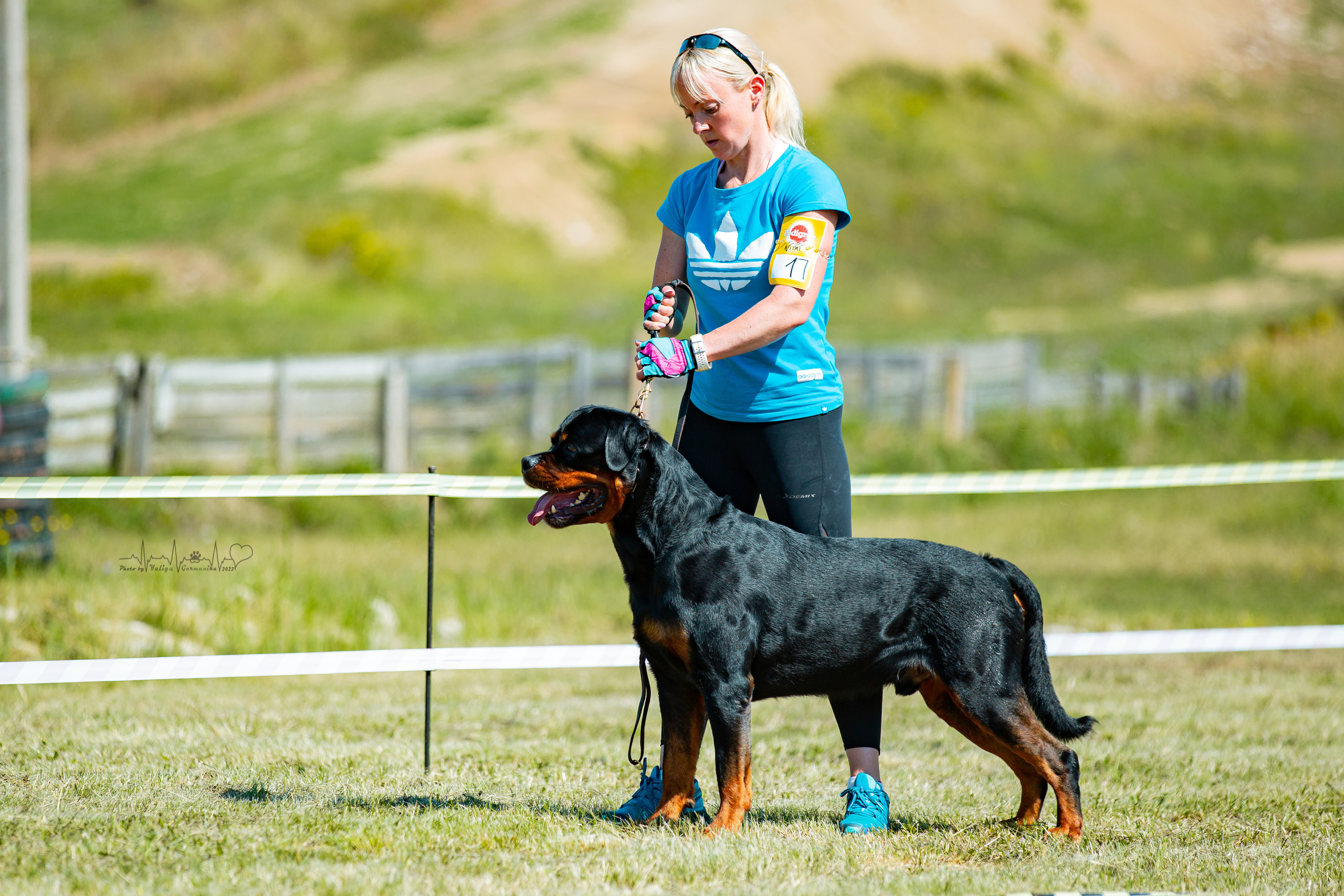 Рязань моно ротвейлеров 13.08.2022. Фотограф-анималист Юлия Германика
