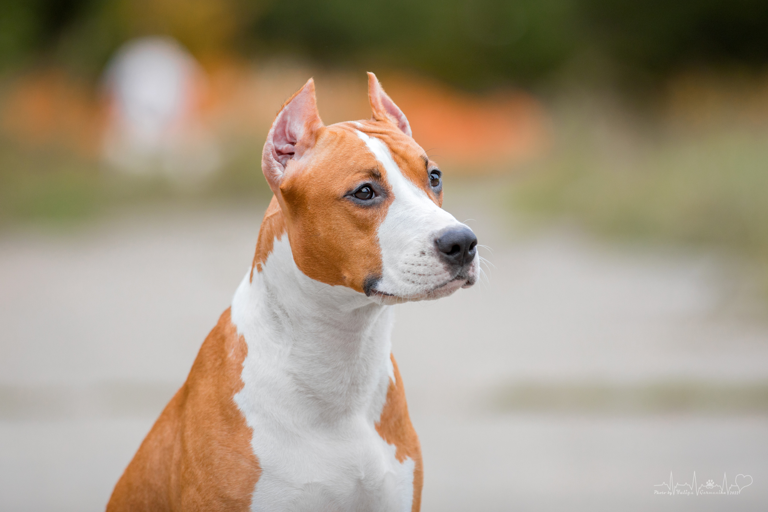 Тверь ЧРКФ 18.09.2022. Фотограф-анималист Юлия Германика