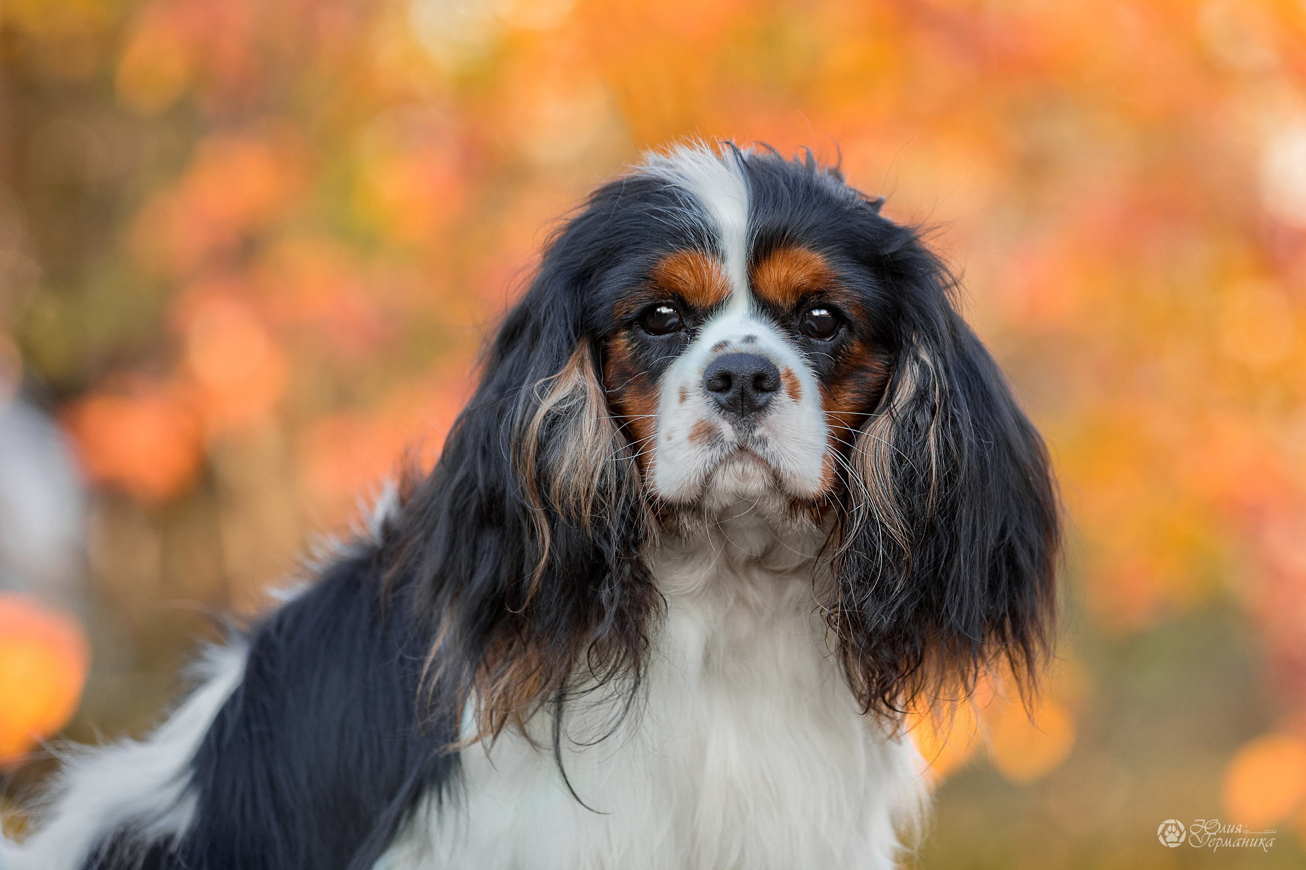Свободная съемка. Фотограф-анималист Юлия Германика