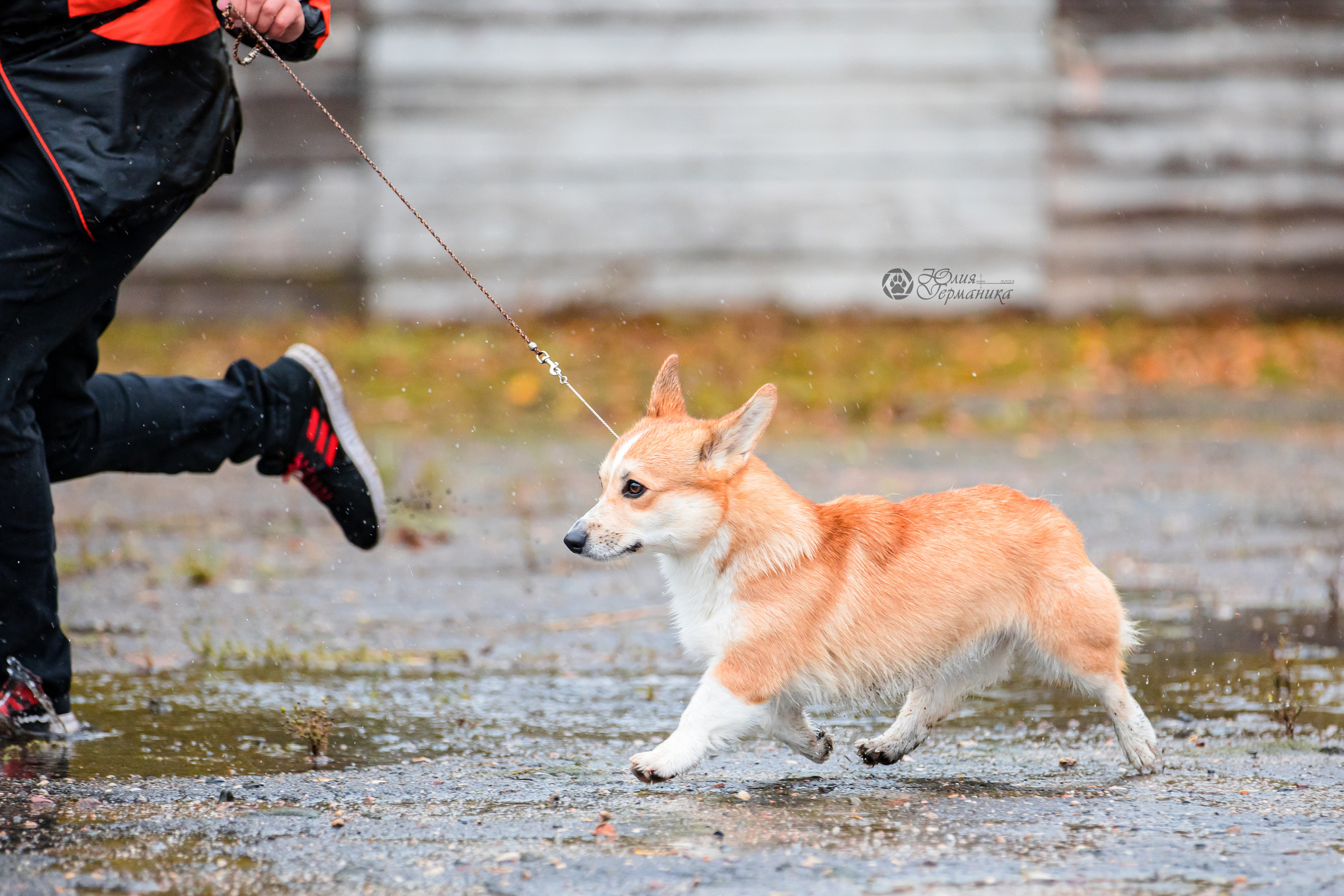 Александров 24.09.2022. Фотограф-анималист Юлия Германика