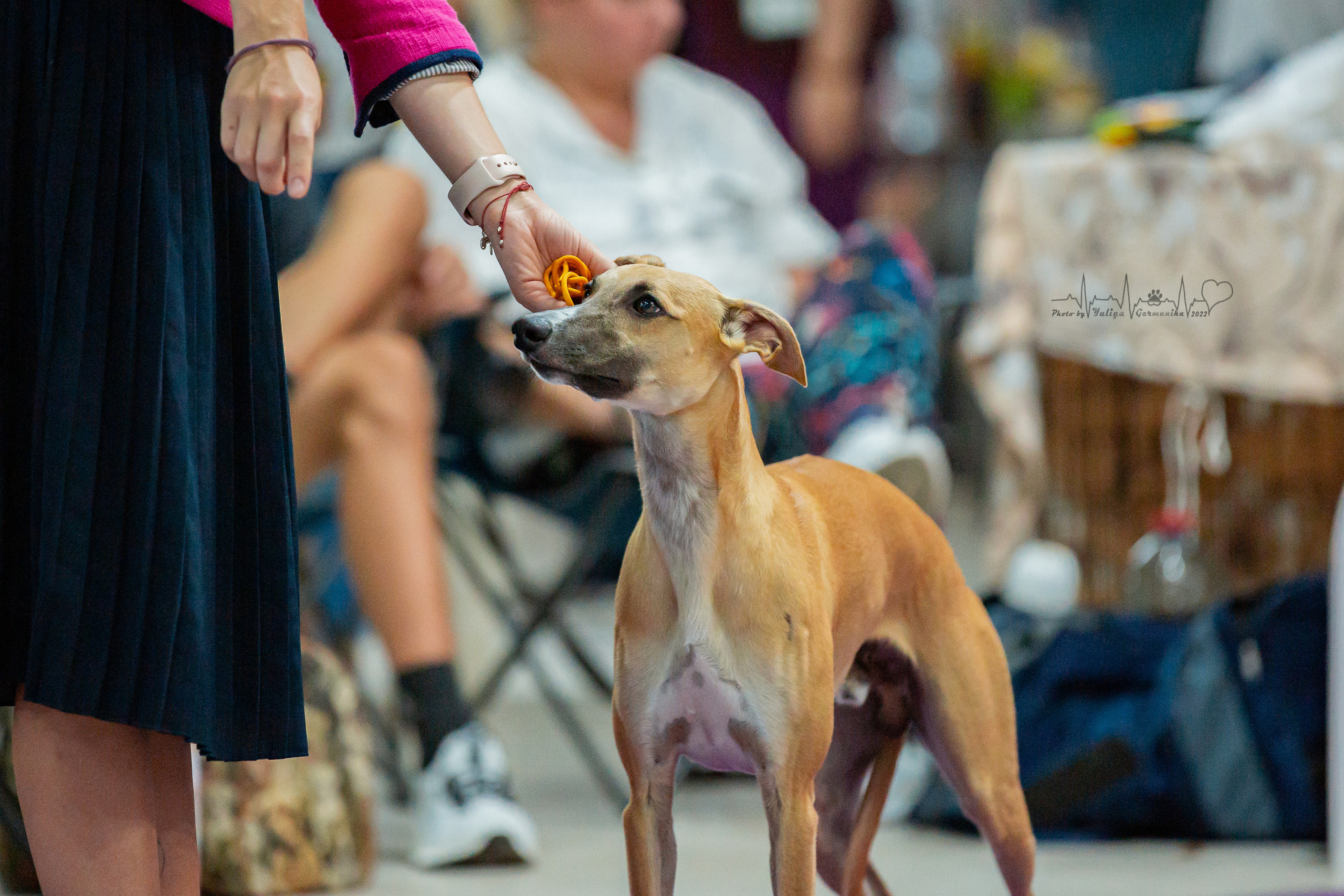 Ховрино 31.07,Чайна-Таун 6.08,Тверь 7.08. Фотограф-анималист Юлия Германика