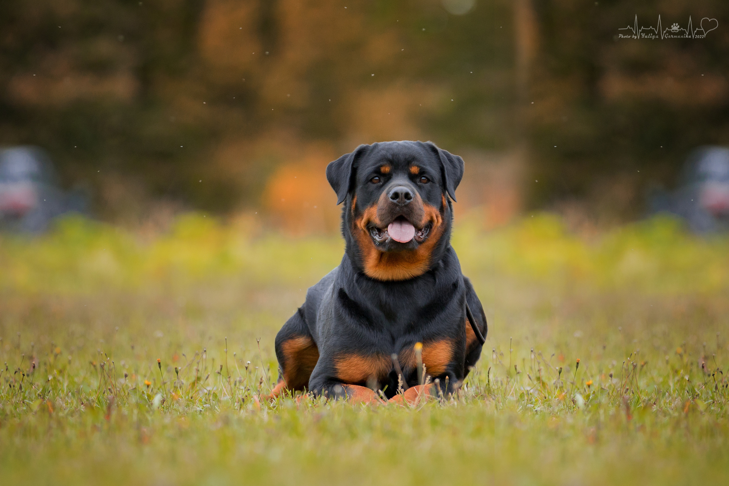 Тверь ЧРКФ 18.09.2022. Фотограф-анималист Юлия Германика