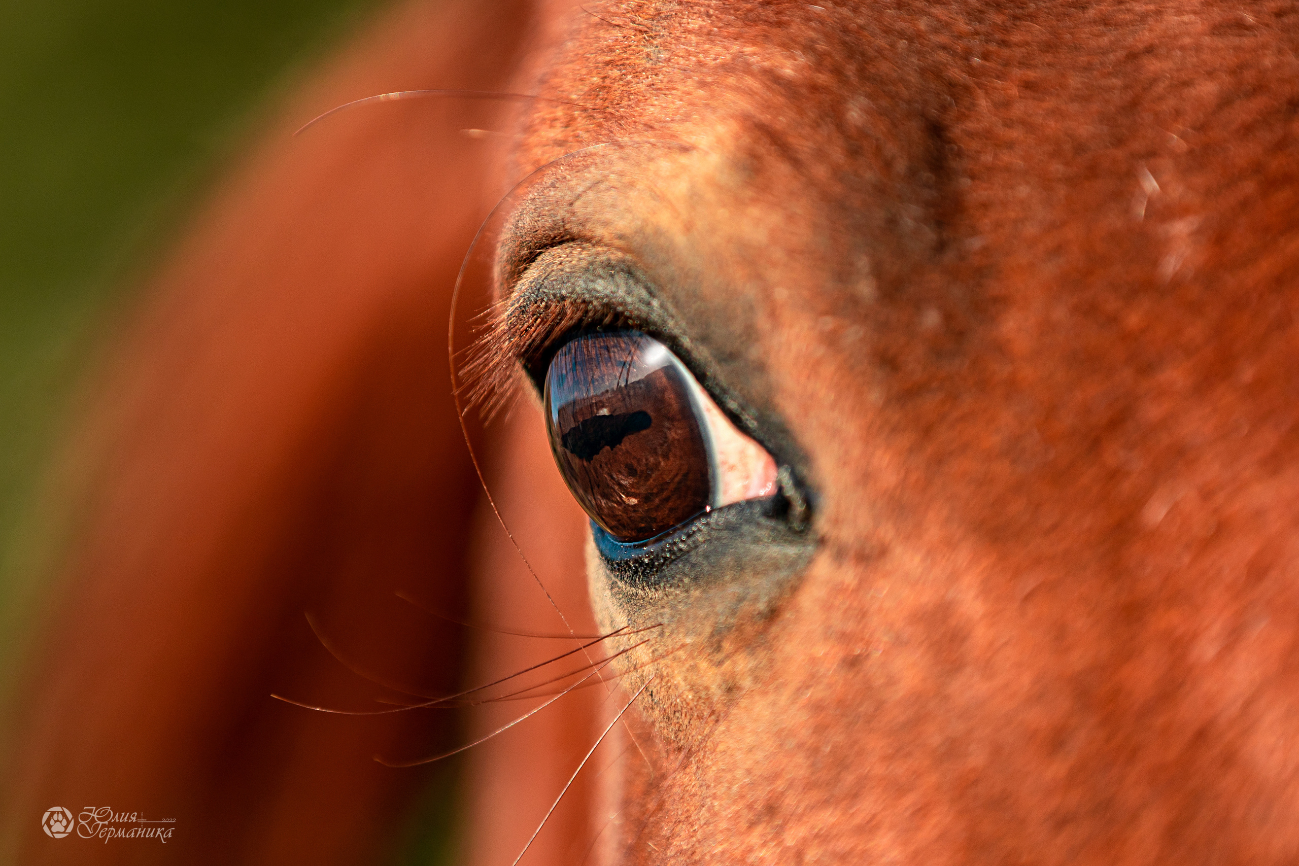 Съёмка с лошадьми.Тренировки, соревнования и прогулки.