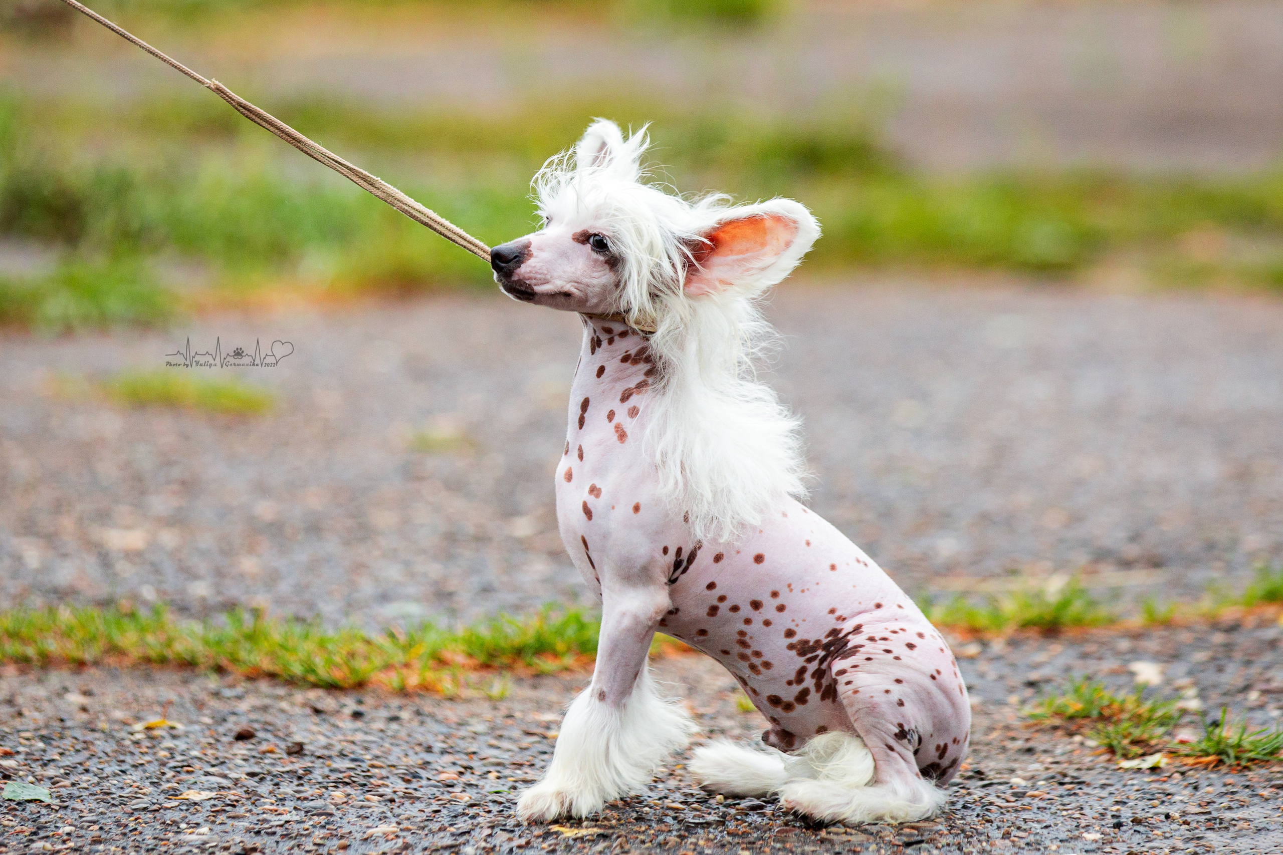 Ховрино 31.07,Чайна-Таун 6.08,Тверь 7.08. Фотограф-анималист Юлия Германика