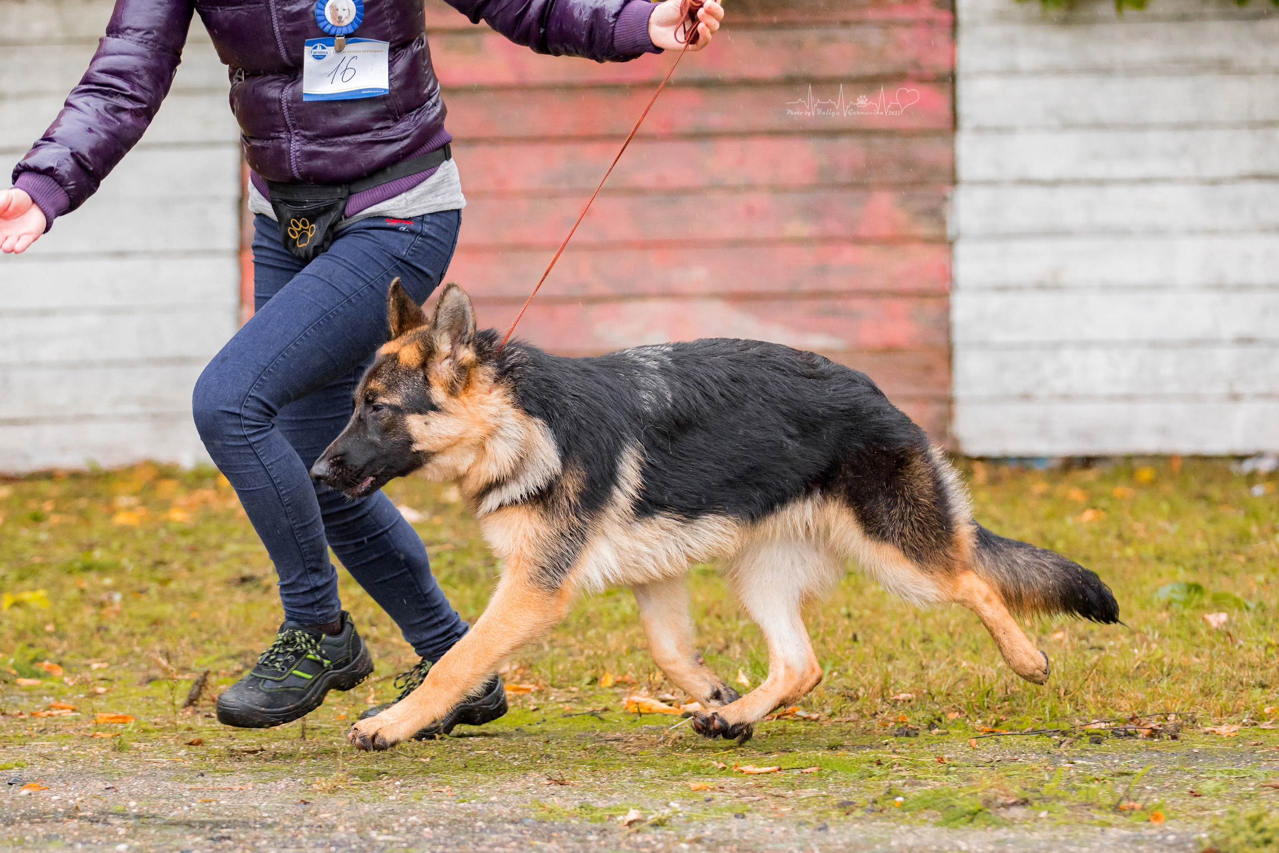Александров 24.09.2022. Фотограф-анималист Юлия Германика