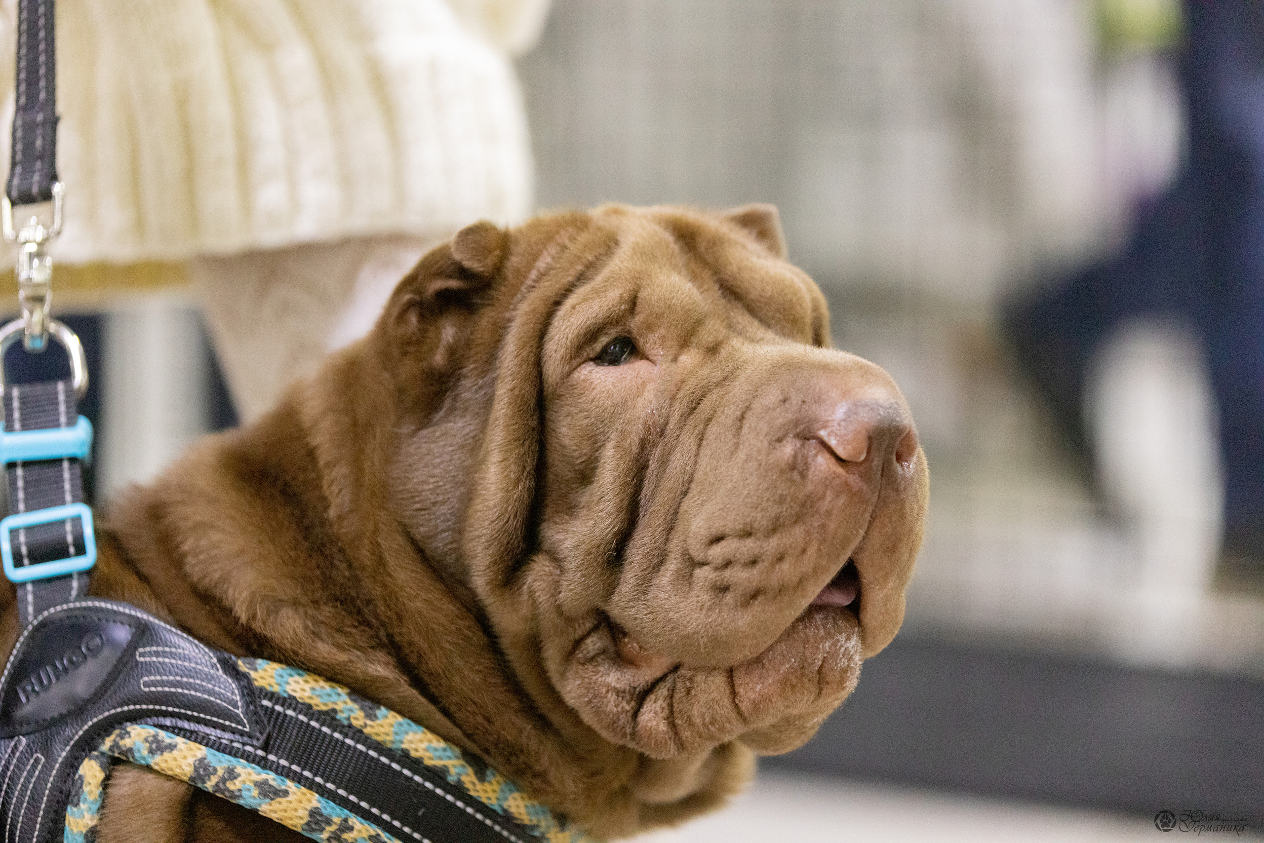 Чайна-Таун 3 и 12.11.2022. Фотограф-анималист Юлия Германика