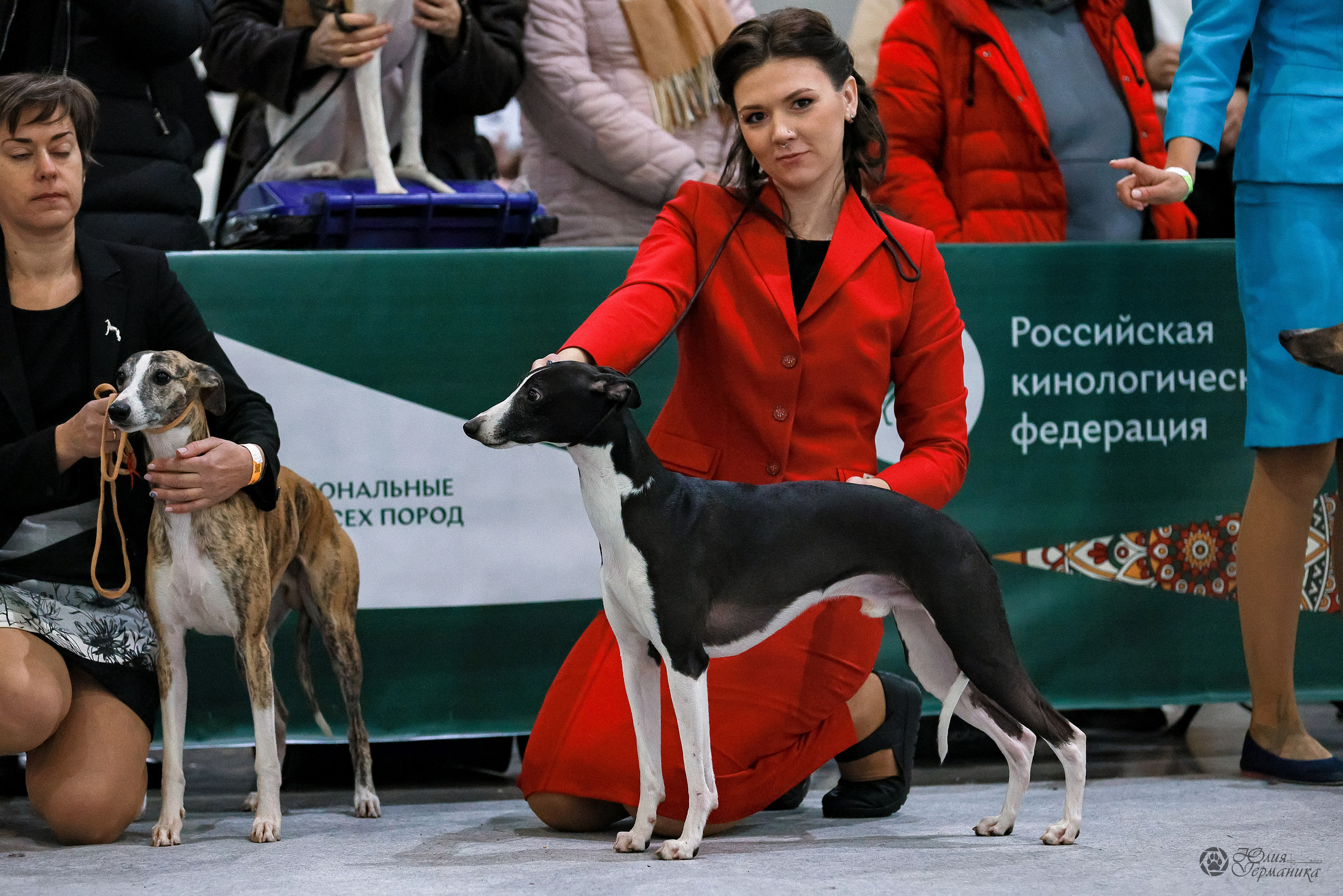 Россия 2020-2022 26-27.11.2022. Фотограф-анималист Юлия Германика