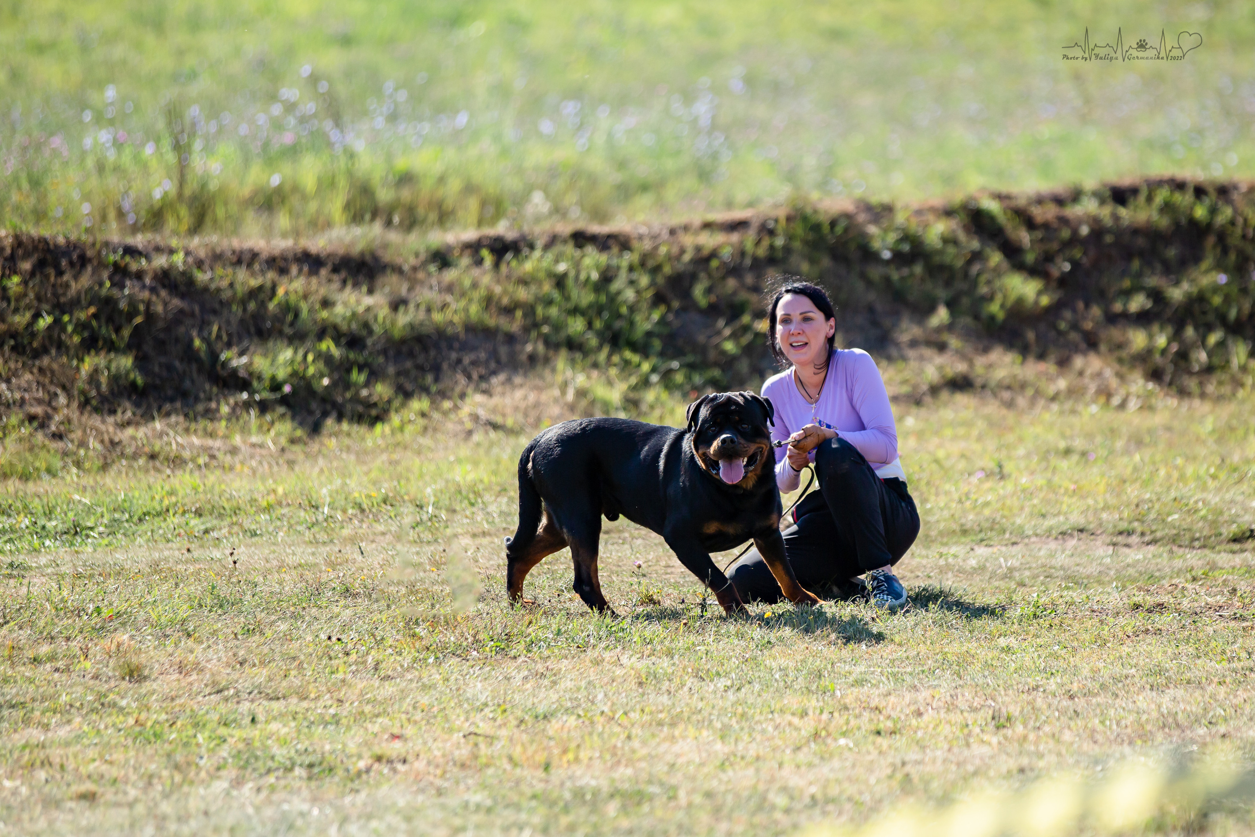 Рязань моно ротвейлеров 13.08.2022. Фотограф-анималист Юлия Германика
