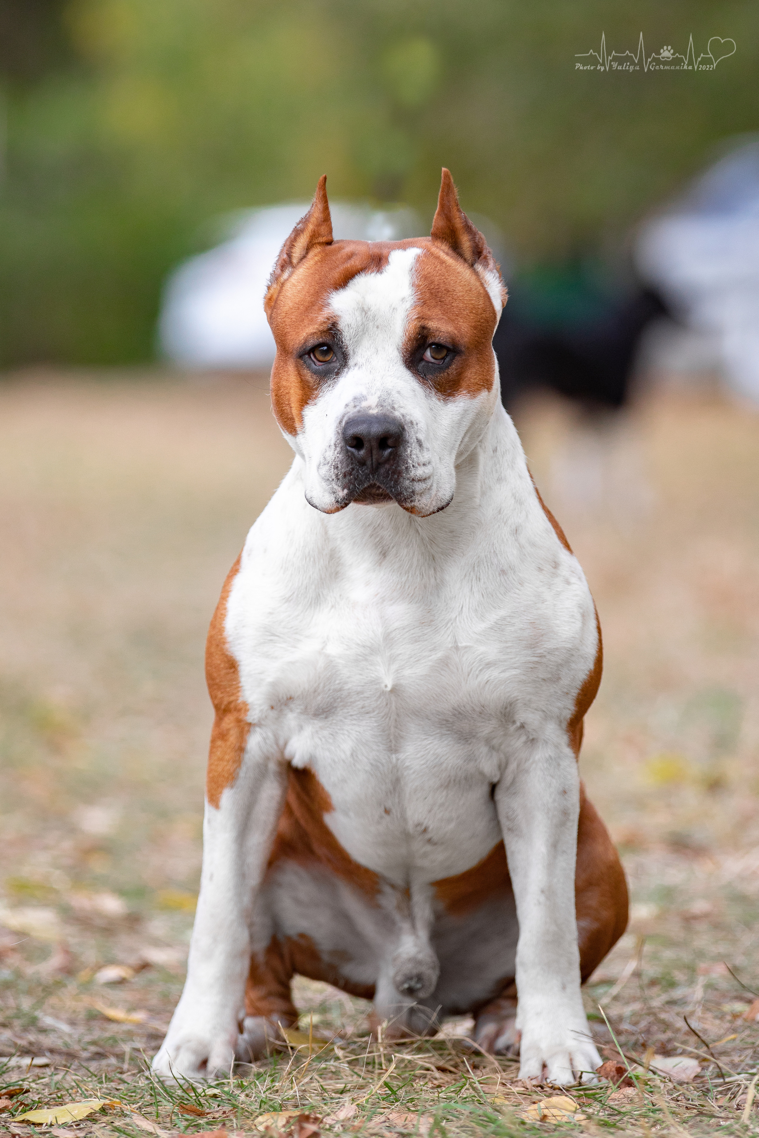 Пушкино ЧРКФ 17.09.2022. Фотограф-анималист Юлия Германика