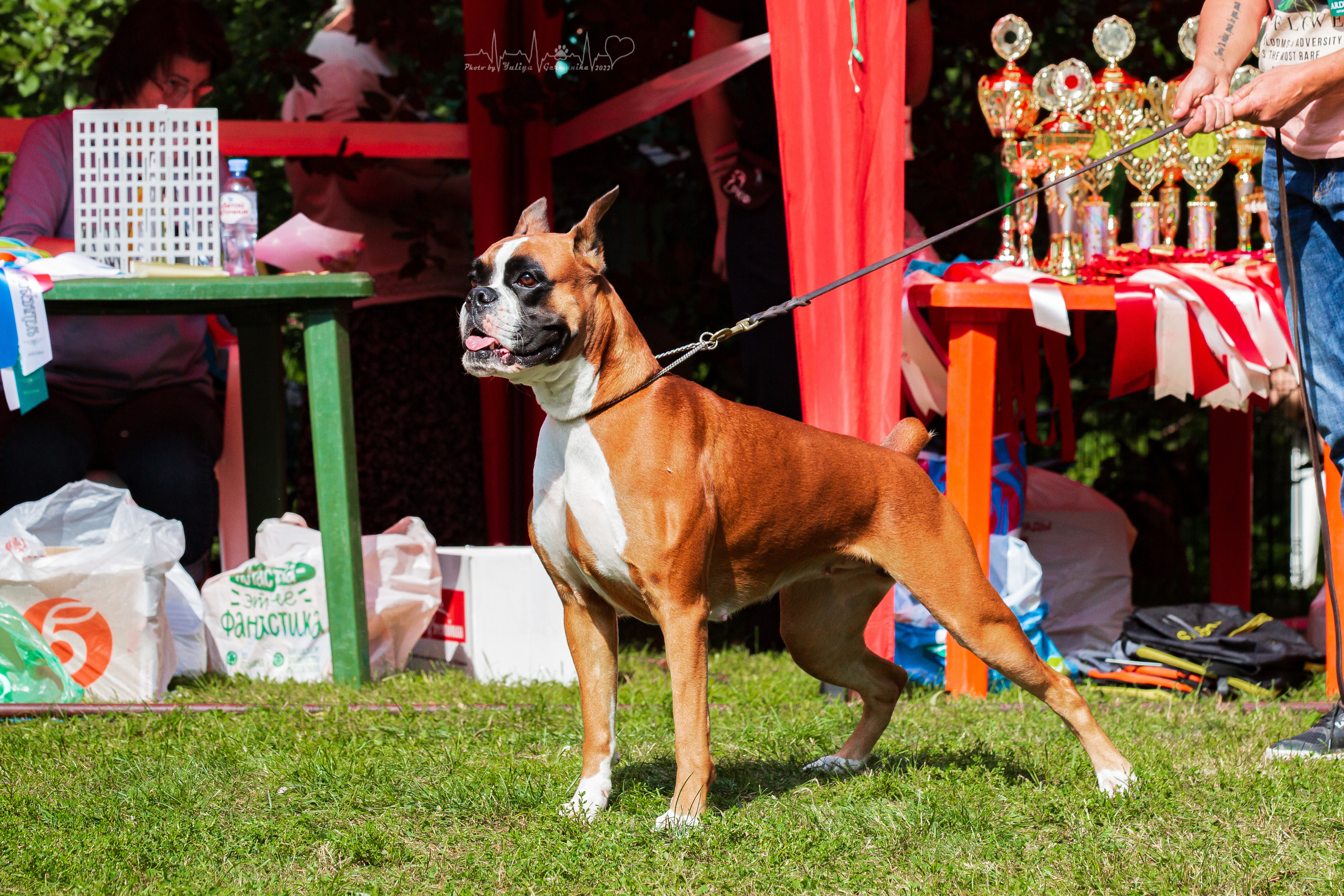 Сокольники 21.08,Сергиев Посад 27-28.08 2022. Фотограф-анималист Юлия Германика