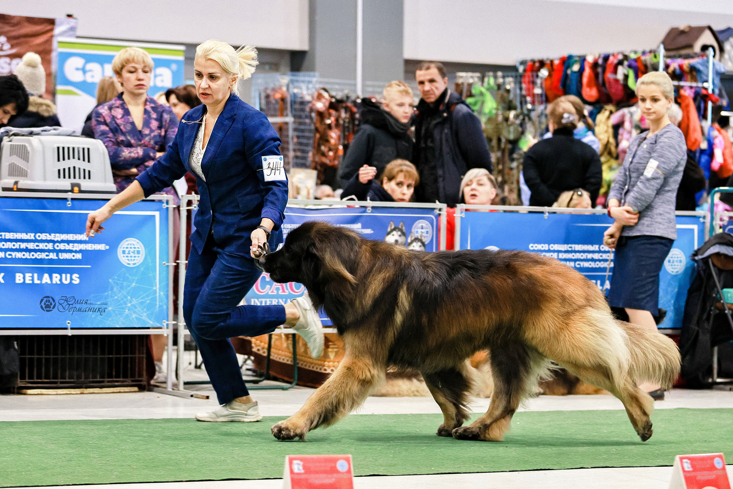 Минск 19-20.11.2022. Фотограф-анималист Юлия Германика