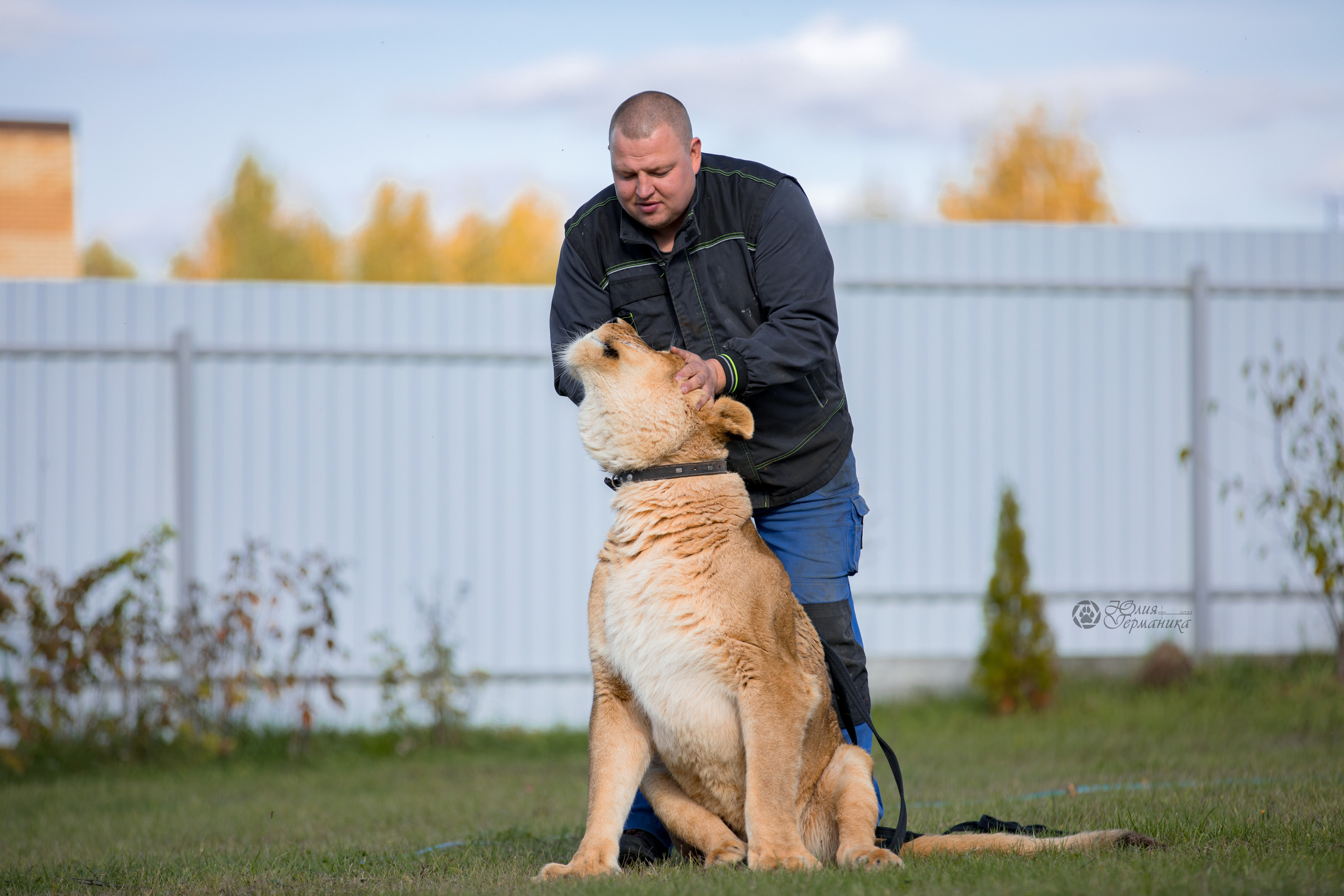 Герда(львица). Фотограф-анималист Юлия Германика