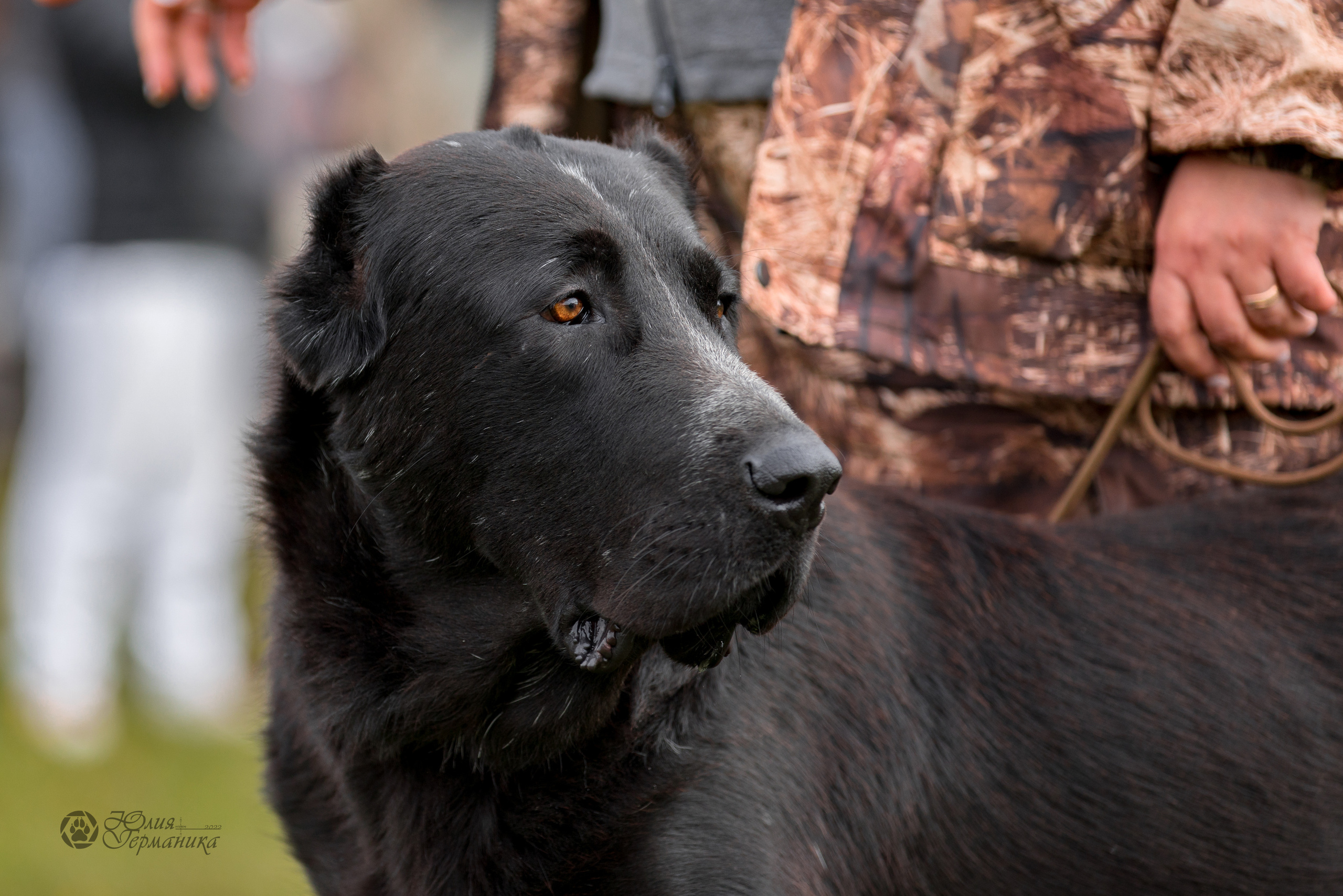 Александрова Слобода моно сао 2.10.2022. Фотограф-анималист Юлия Германика