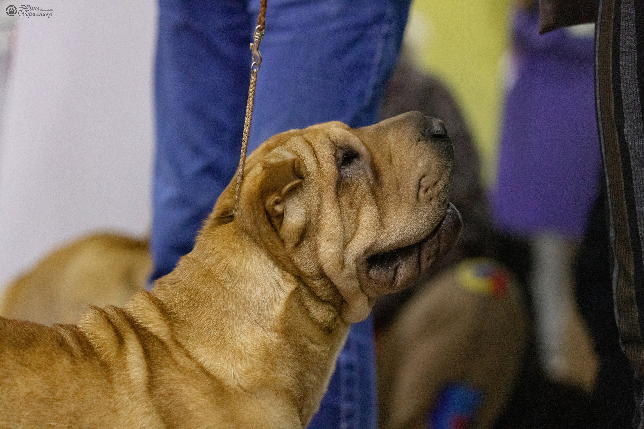 Чайна-Таун 3 и 12.11.2022. Фотограф-анималист Юлия Германика