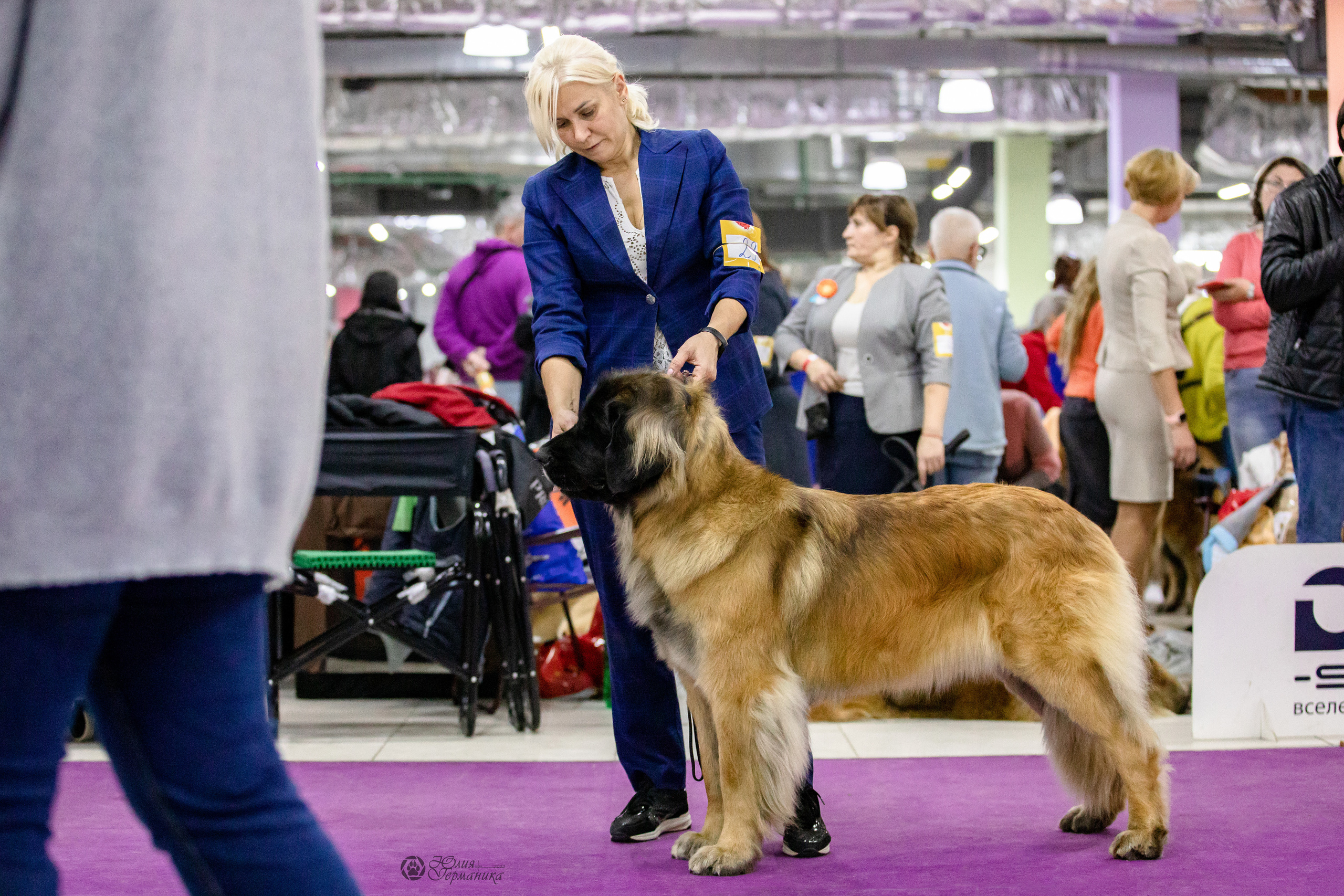 Чайна-Таун 29-30.10.2022. Фотограф-анималист Юлия Германика