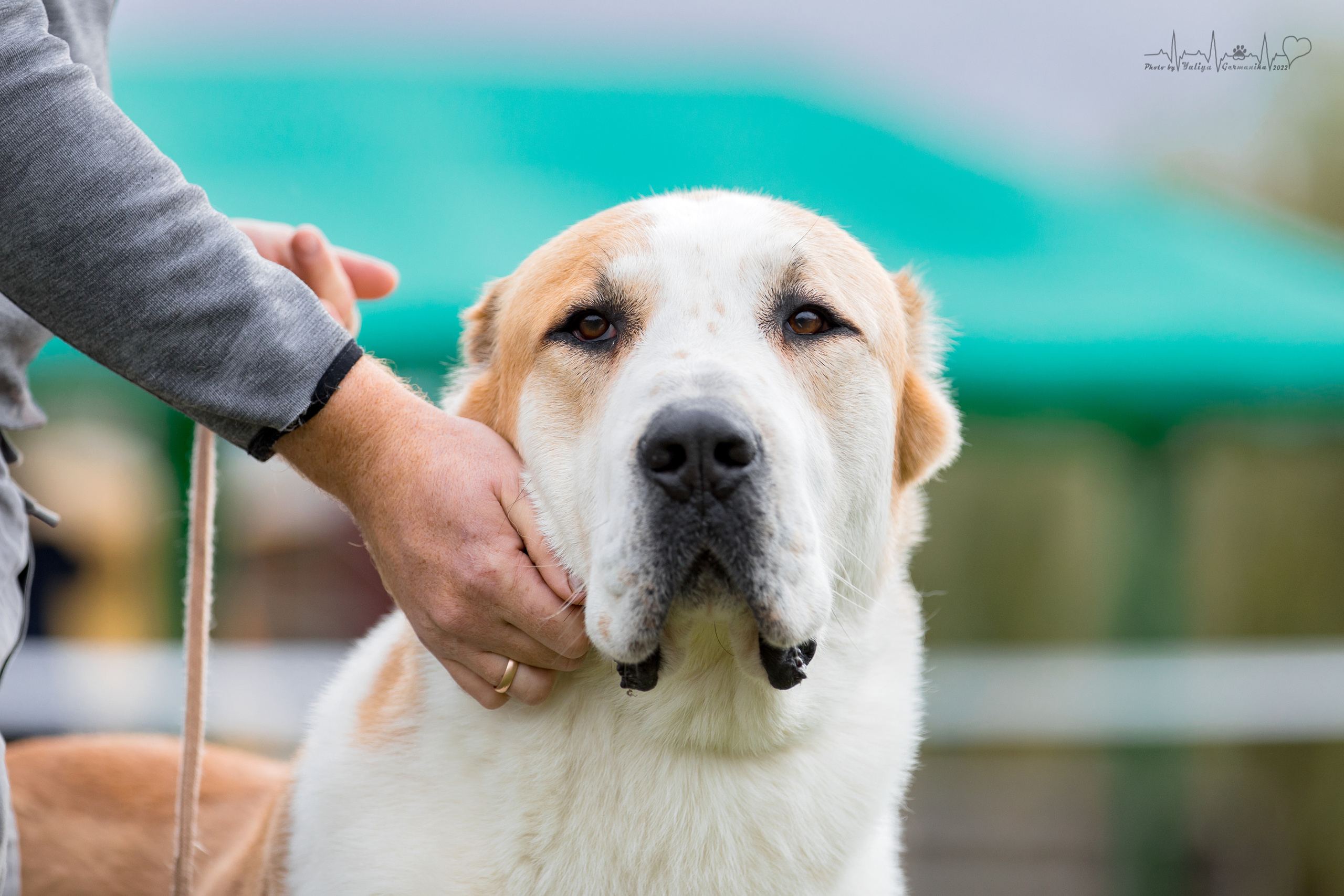 Александрова Слобода моно сао 2.10.2022. Фотограф-анималист Юлия Германика